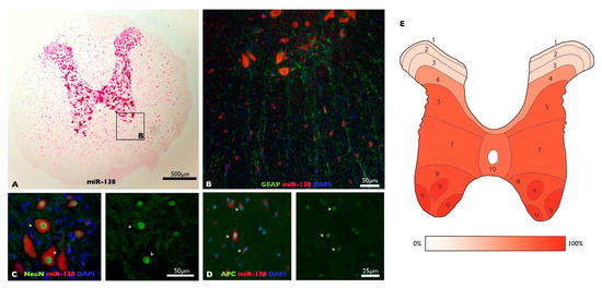 MicroRNA-138-5p Targets Pro-Apoptotic Factors and Favors