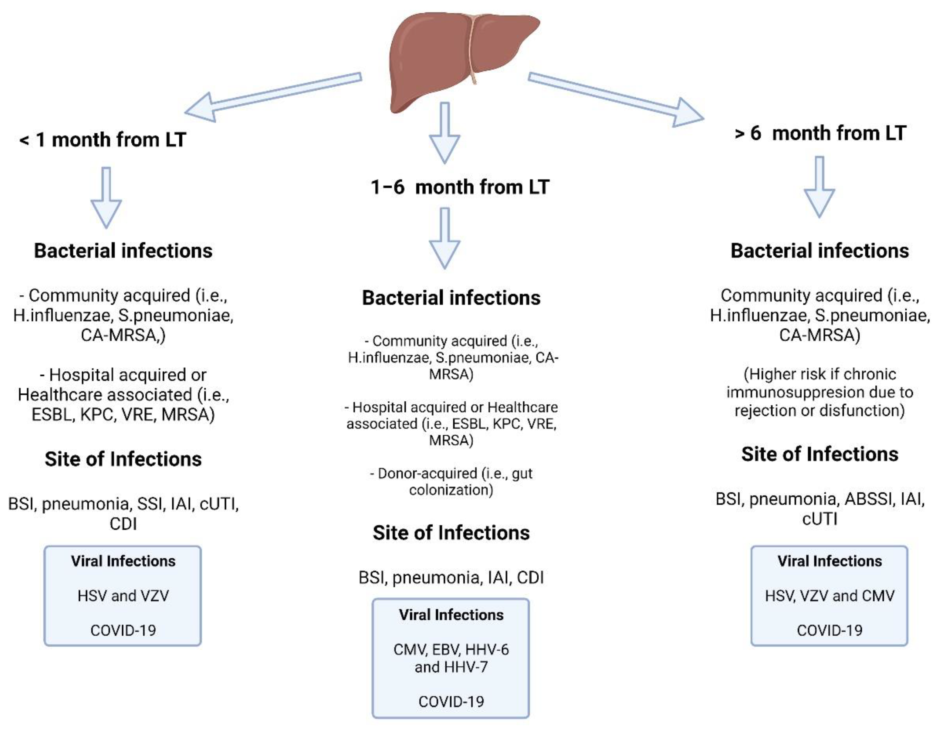 Biomedicines Free FullText Bacterial and Viral Infections in Liver