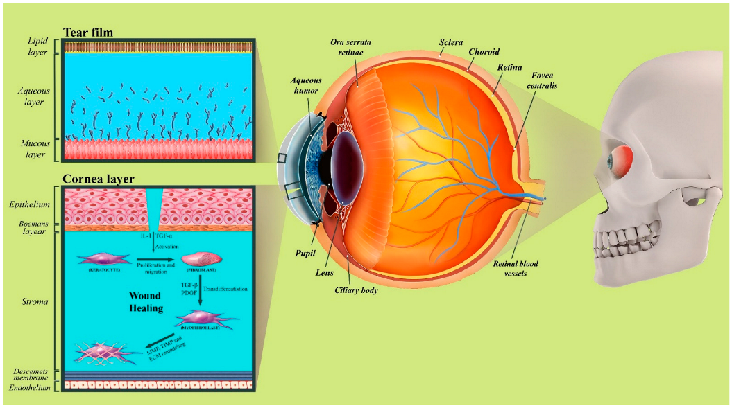 Biomedicines 10 01562 g001