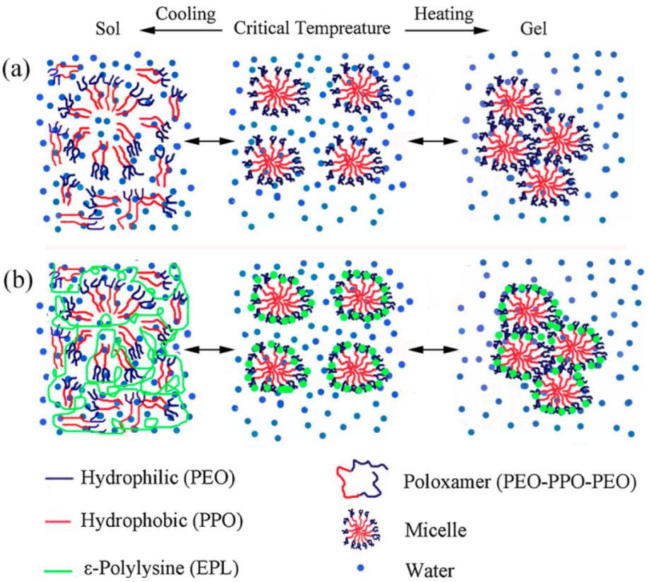Biomedicines 10 01562 g007 550
