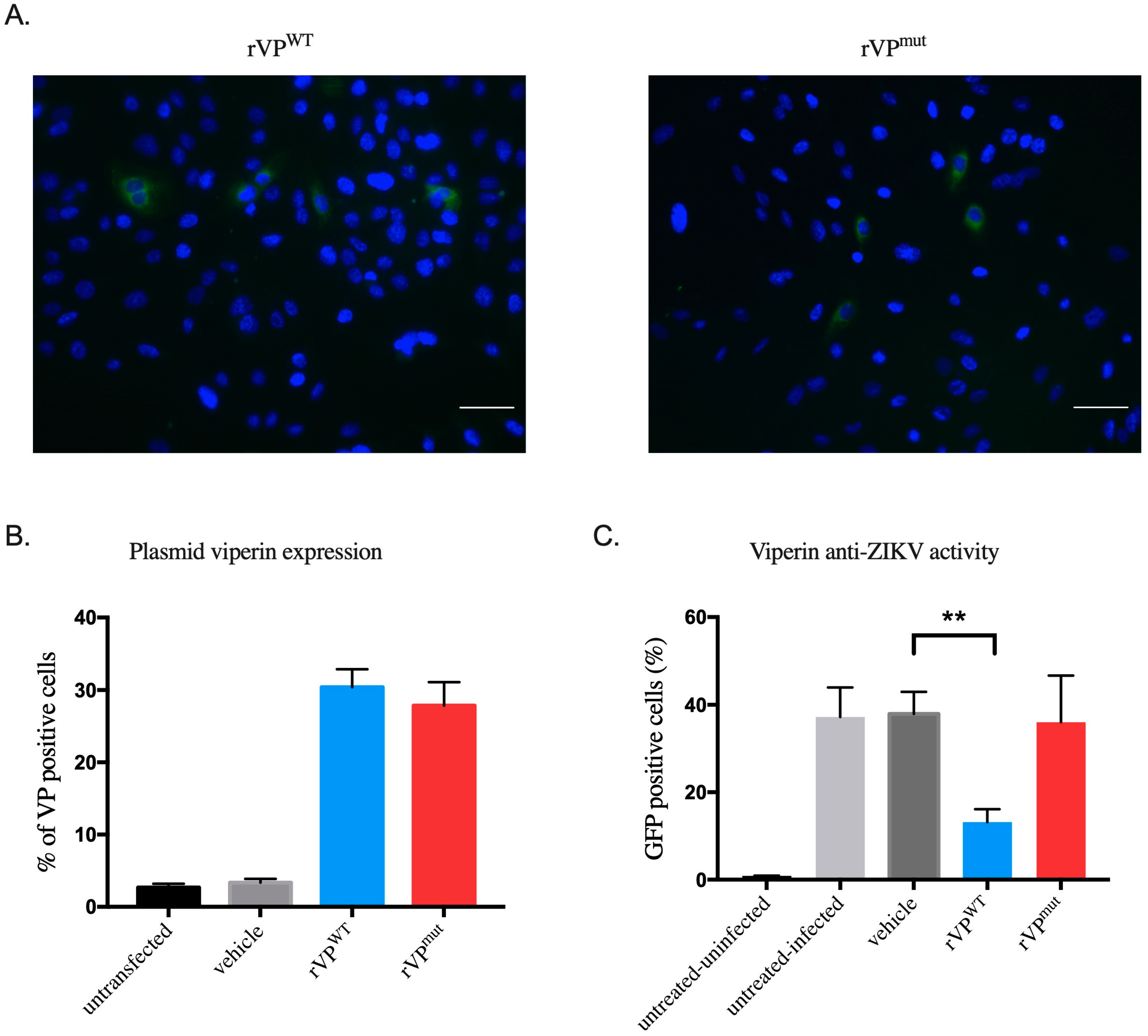 Biomedicines | Free Full-Text | High Glucose Induces in HK2 Kidney Cells an  IFN–Dependent ZIKV Antiviral Status Fueled by Viperin