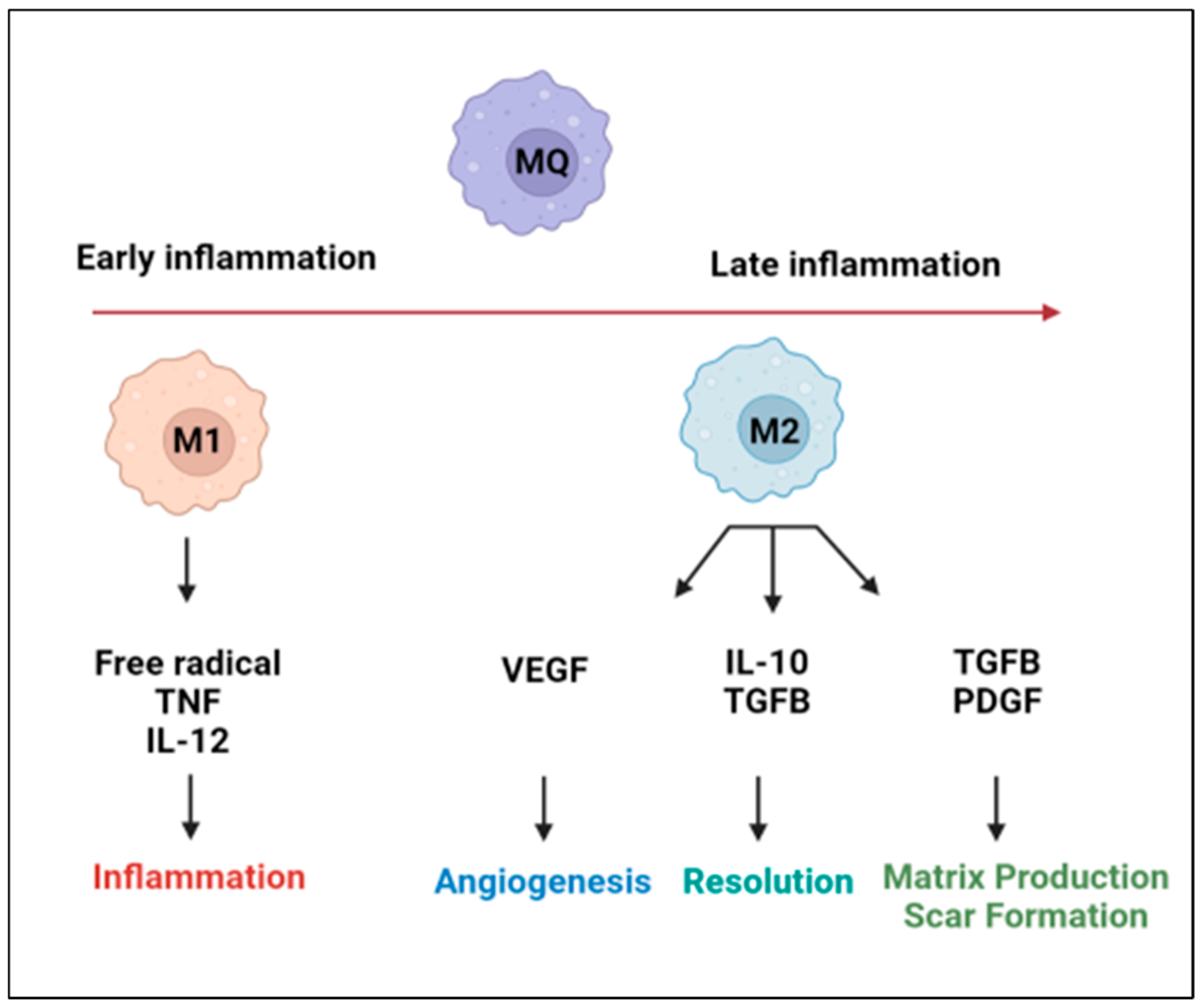 Biomedicines 10 01579 g001 550