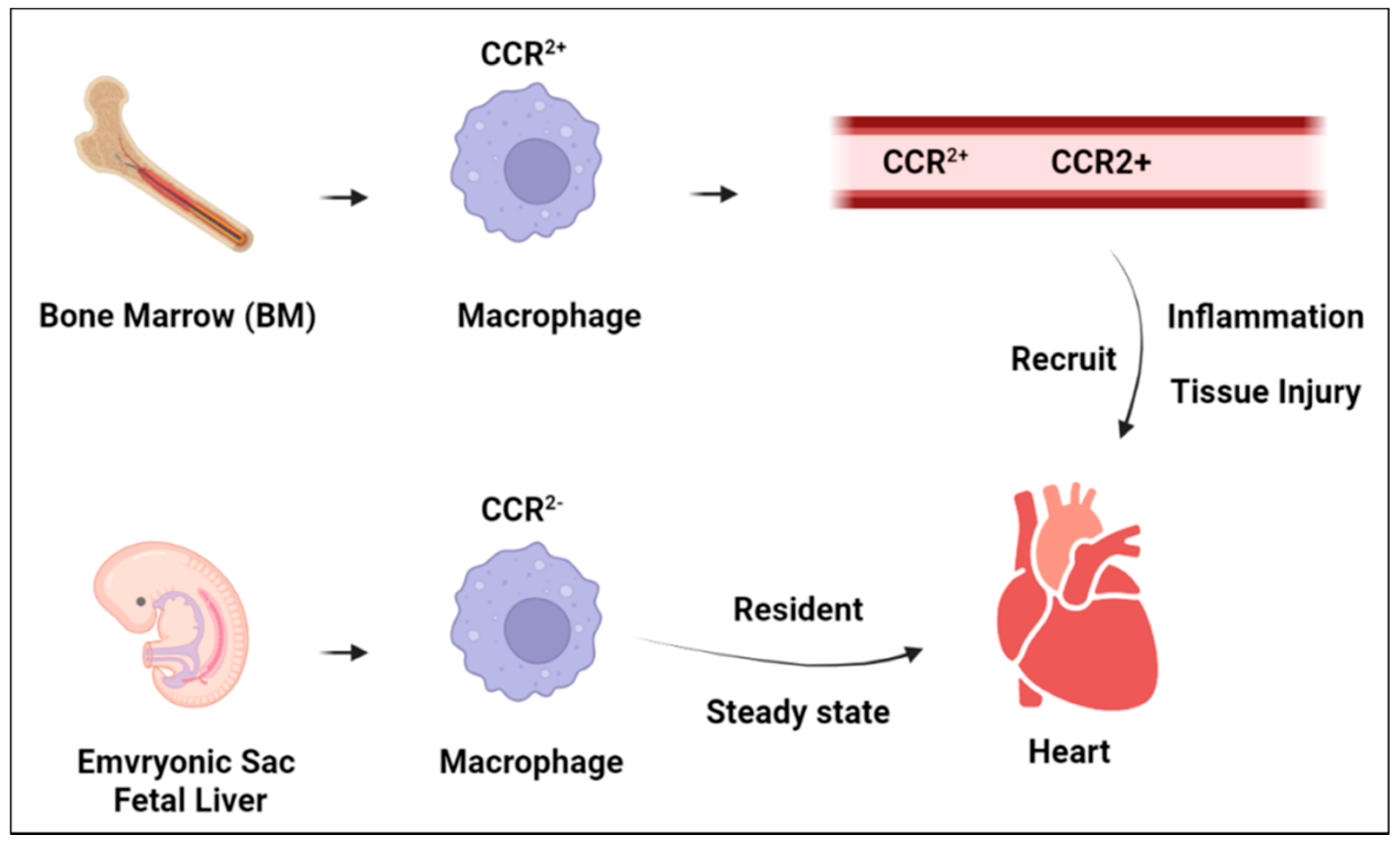 Biomedicines 10 01579 g002 550