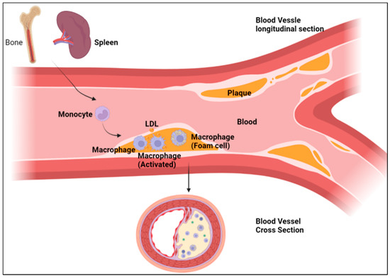 PRIMITIVE DIRTY P CORE RED 8.125 PRIMITIVE（プリミティブ）｜デッキ