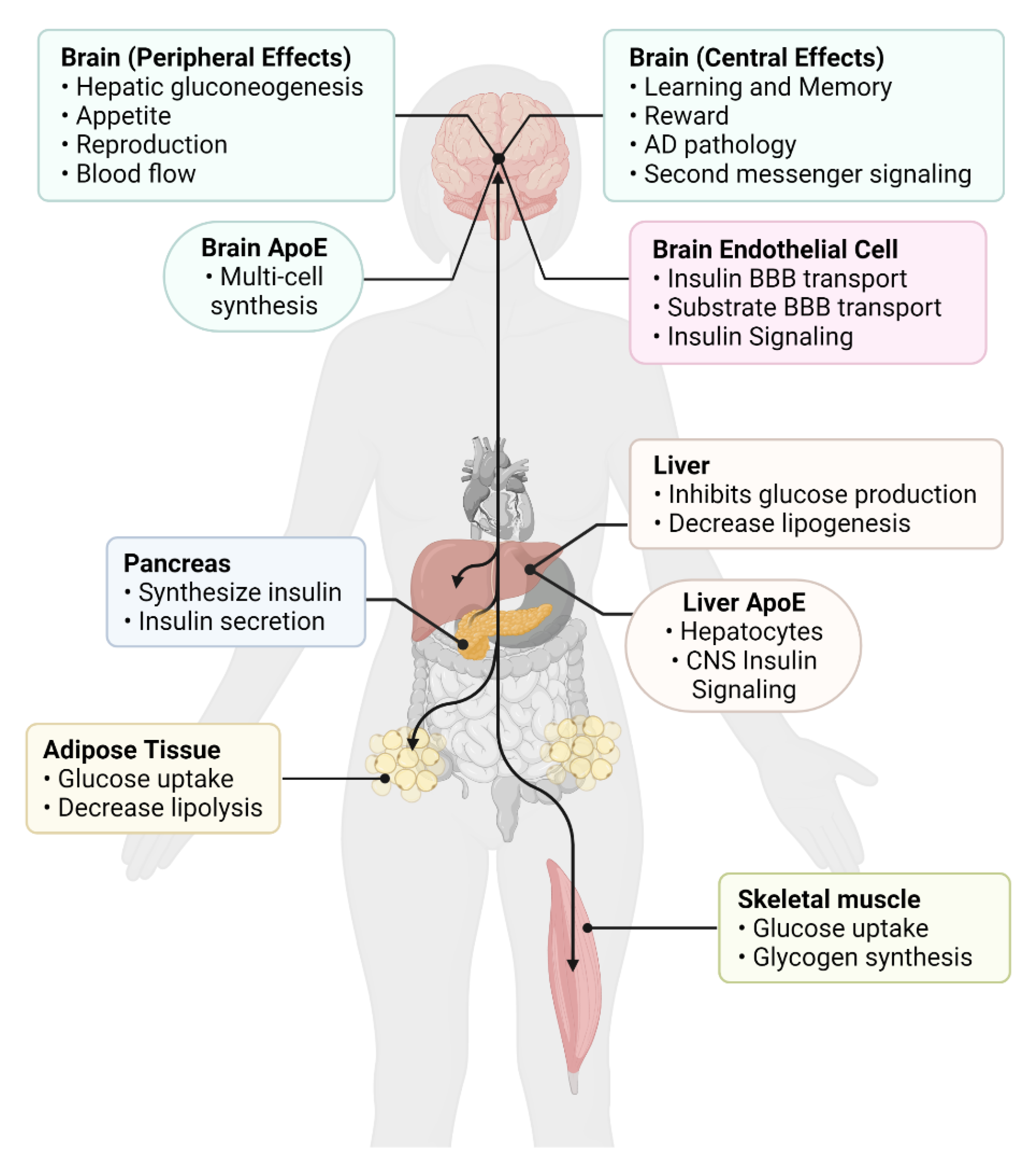 https://www.mdpi.com/biomedicines/biomedicines-10-01582/article_deploy/html/images/biomedicines-10-01582-g001.png