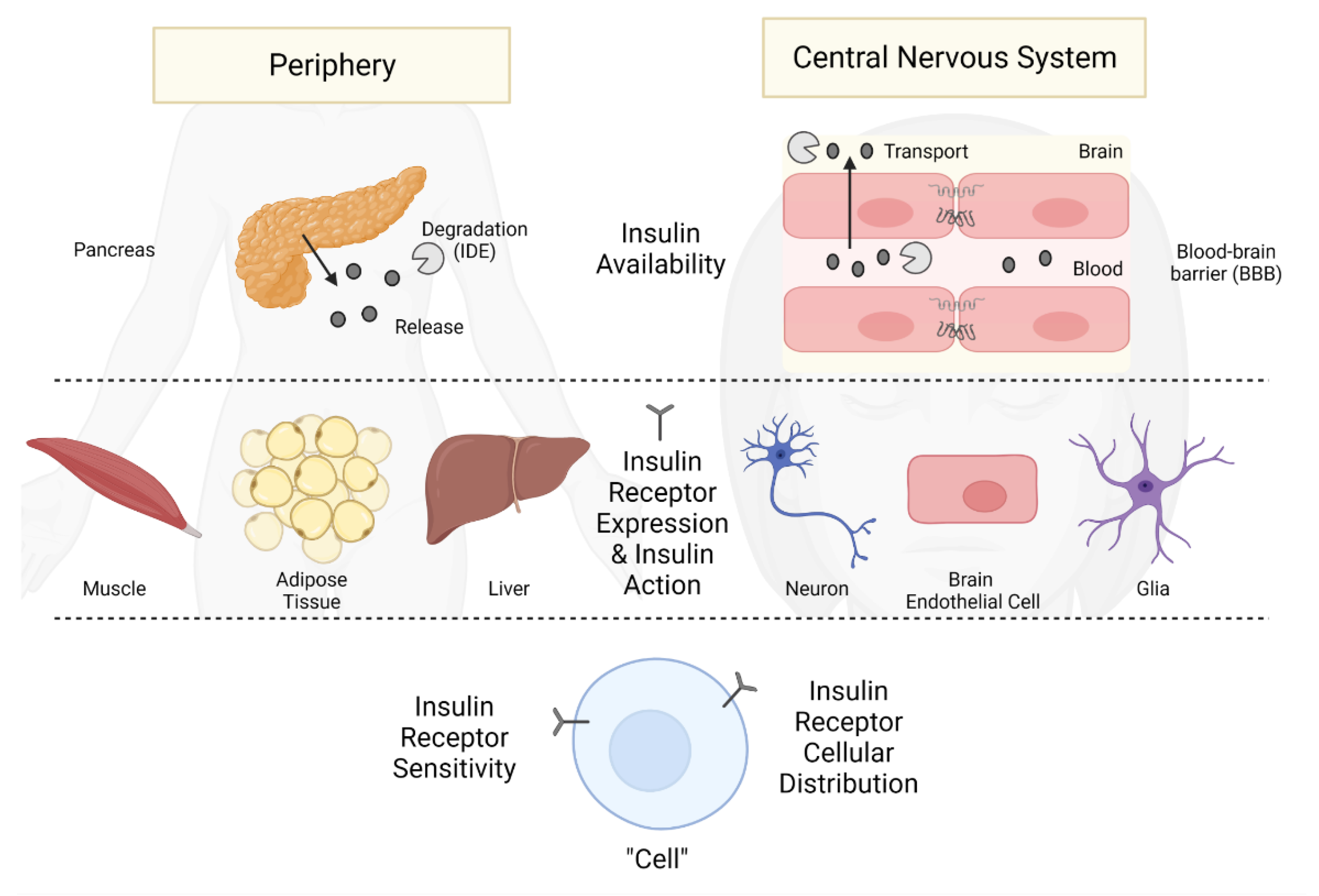 Biomedicines 10 01582 g003 Biomedicines 10 01582 g003