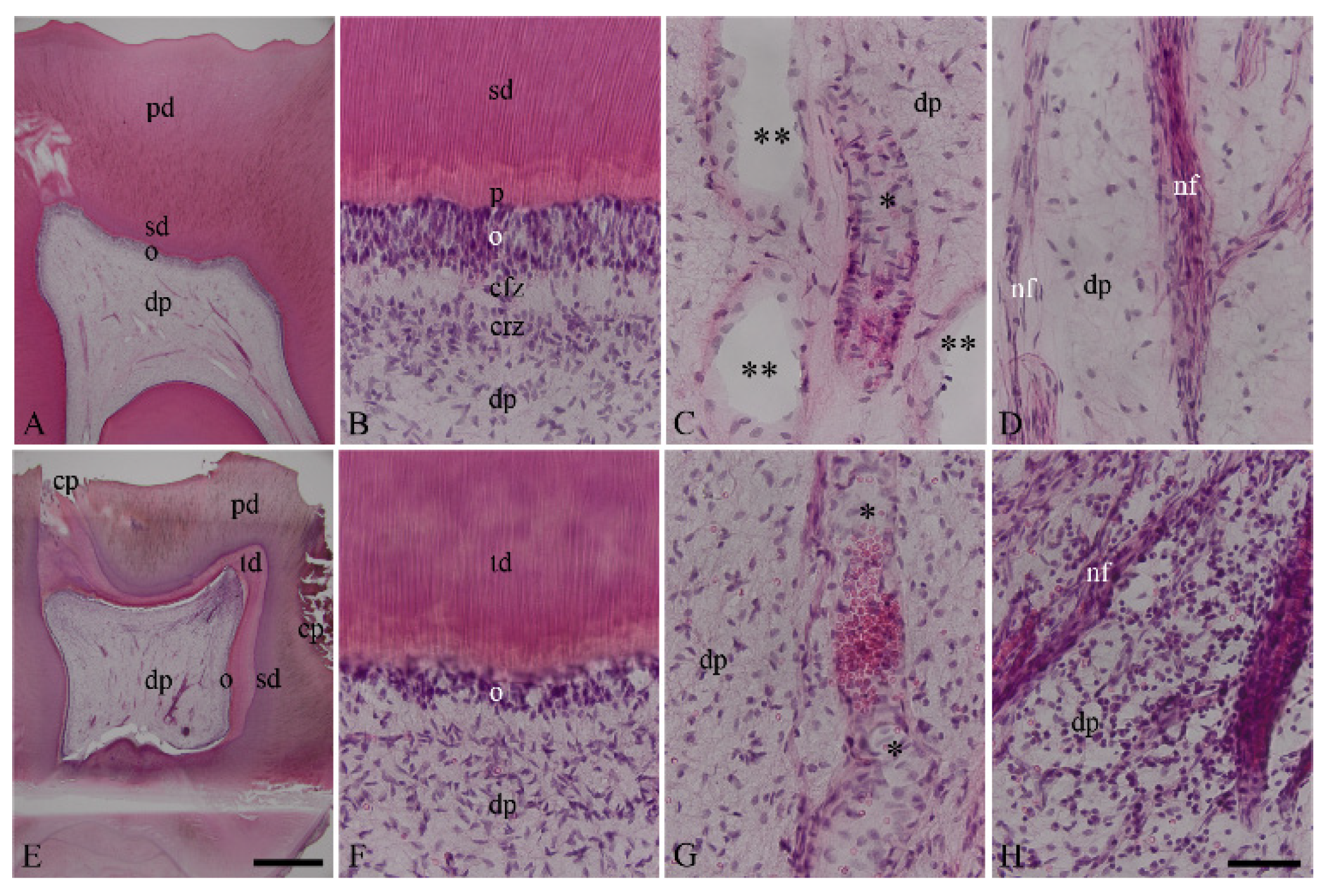 Biomedicines 10 01586 g001 550