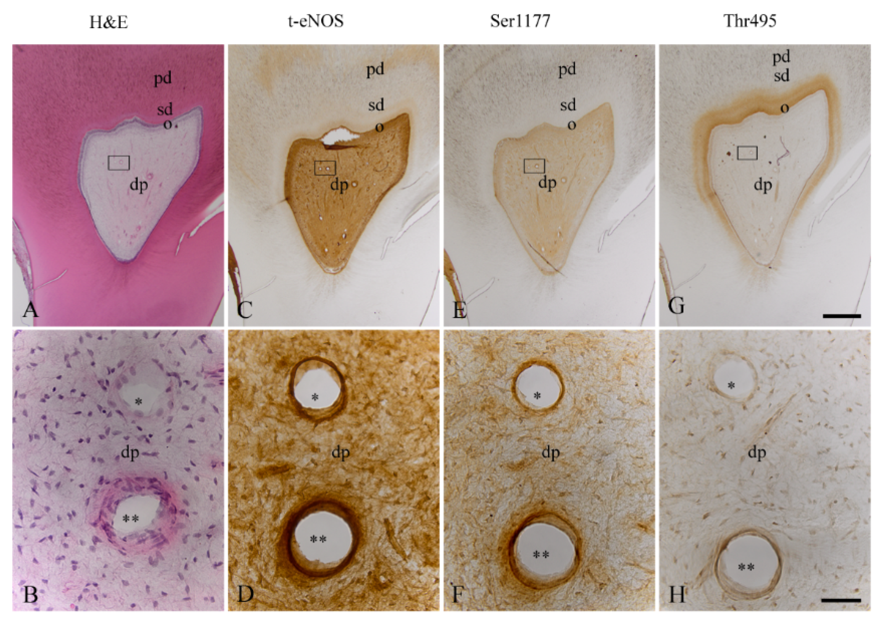 Biomedicines 10 01586 g003 550