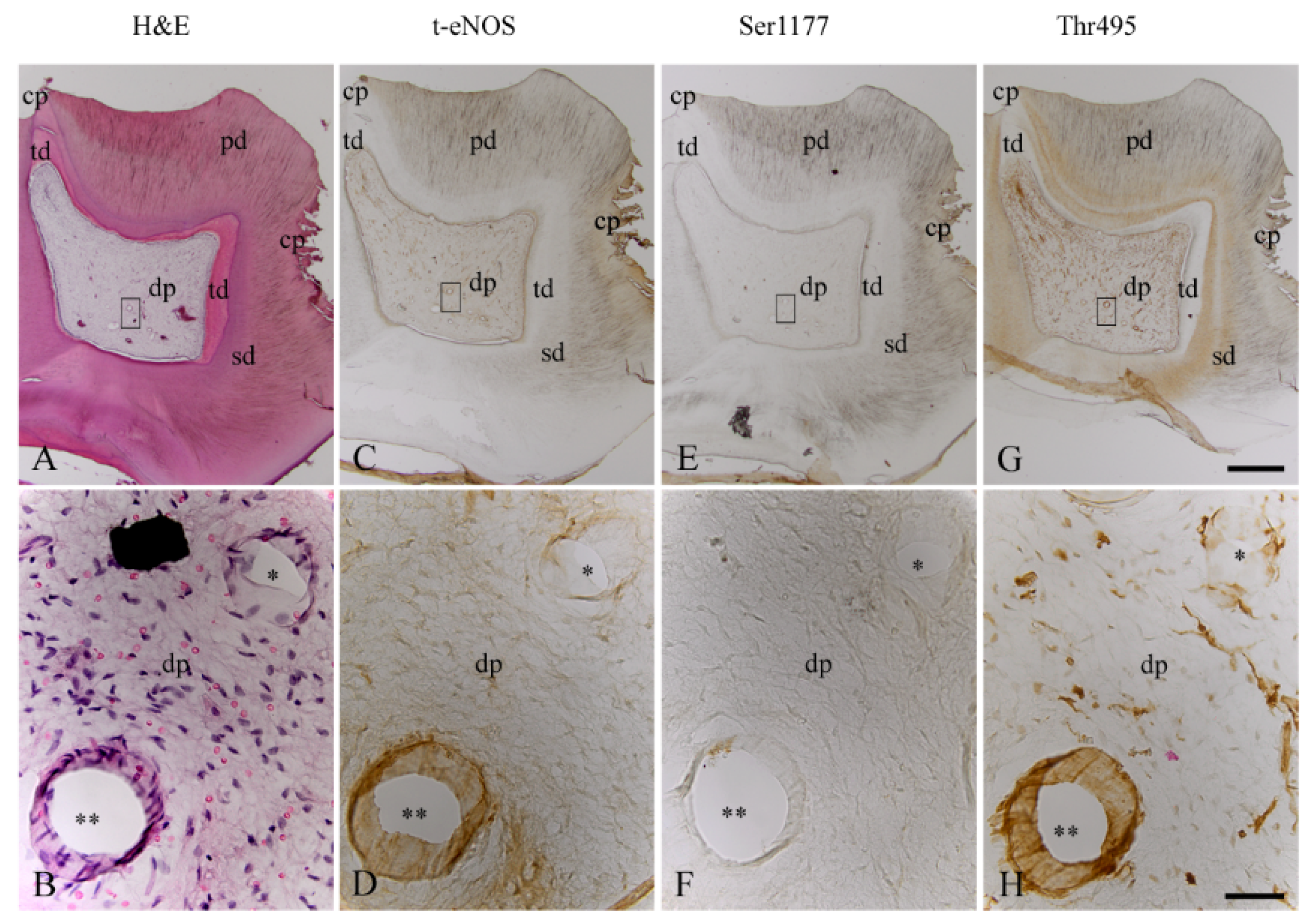 Biomedicines 10 01586 g004 550