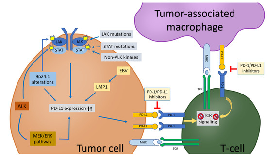 【OT】EMD PD-1 PD-1/PD-L1 Pathway: A Therapeutic Target in CD30+ Large Cell