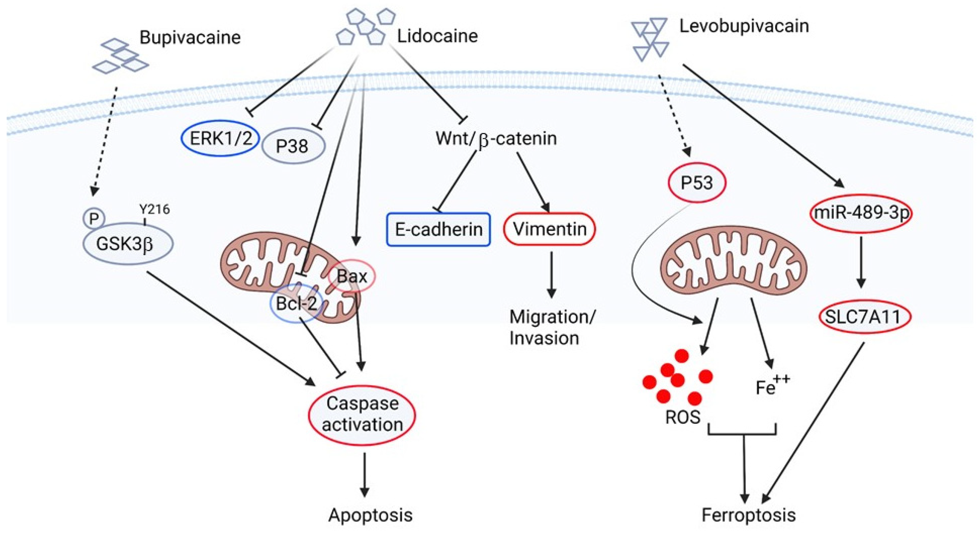 Biomedicines 10 01589 g002 Biomedicines 10 01589 g002
