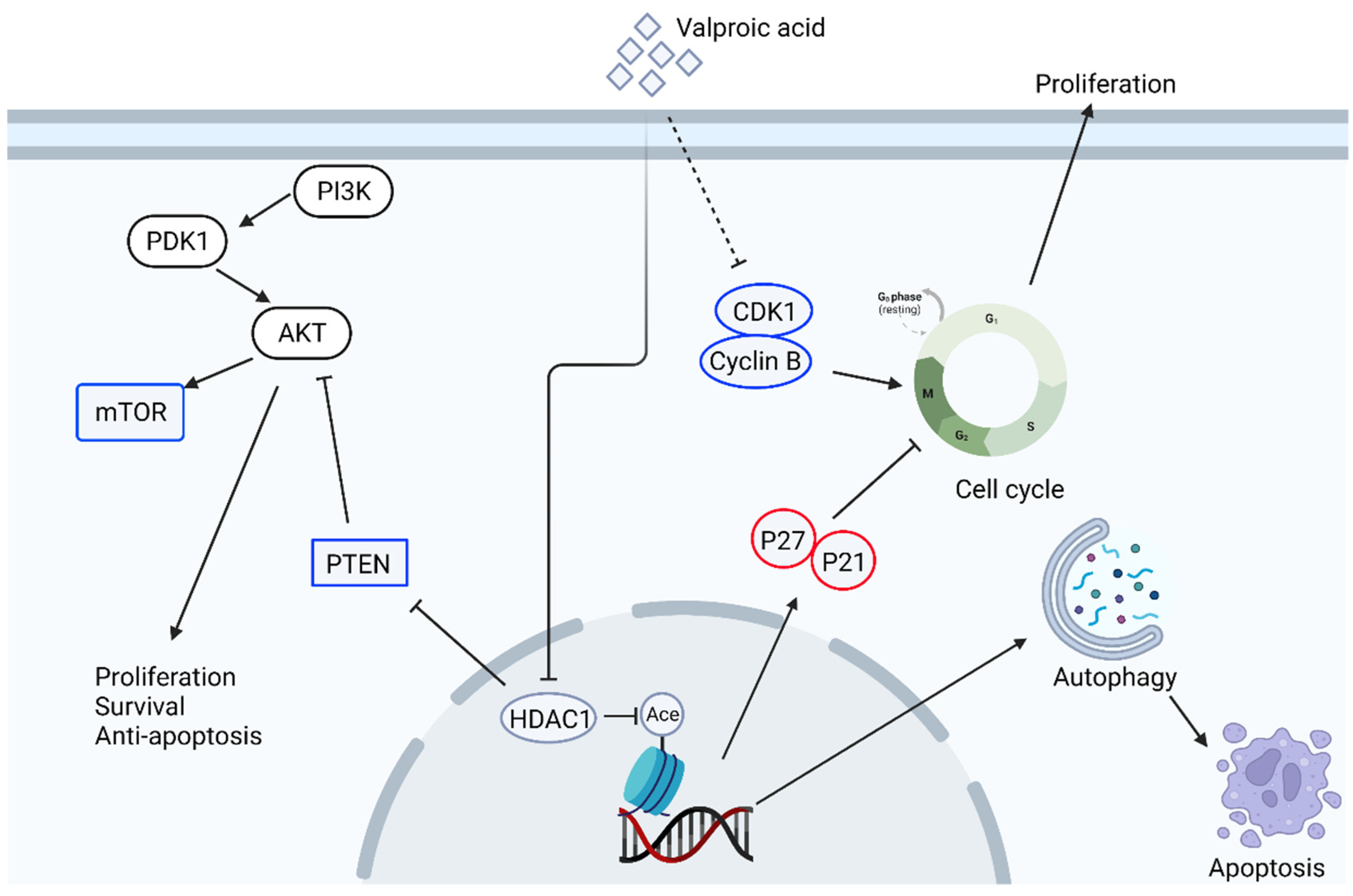 Biomedicines 10 01589 g003 Biomedicines 10 01589 g003