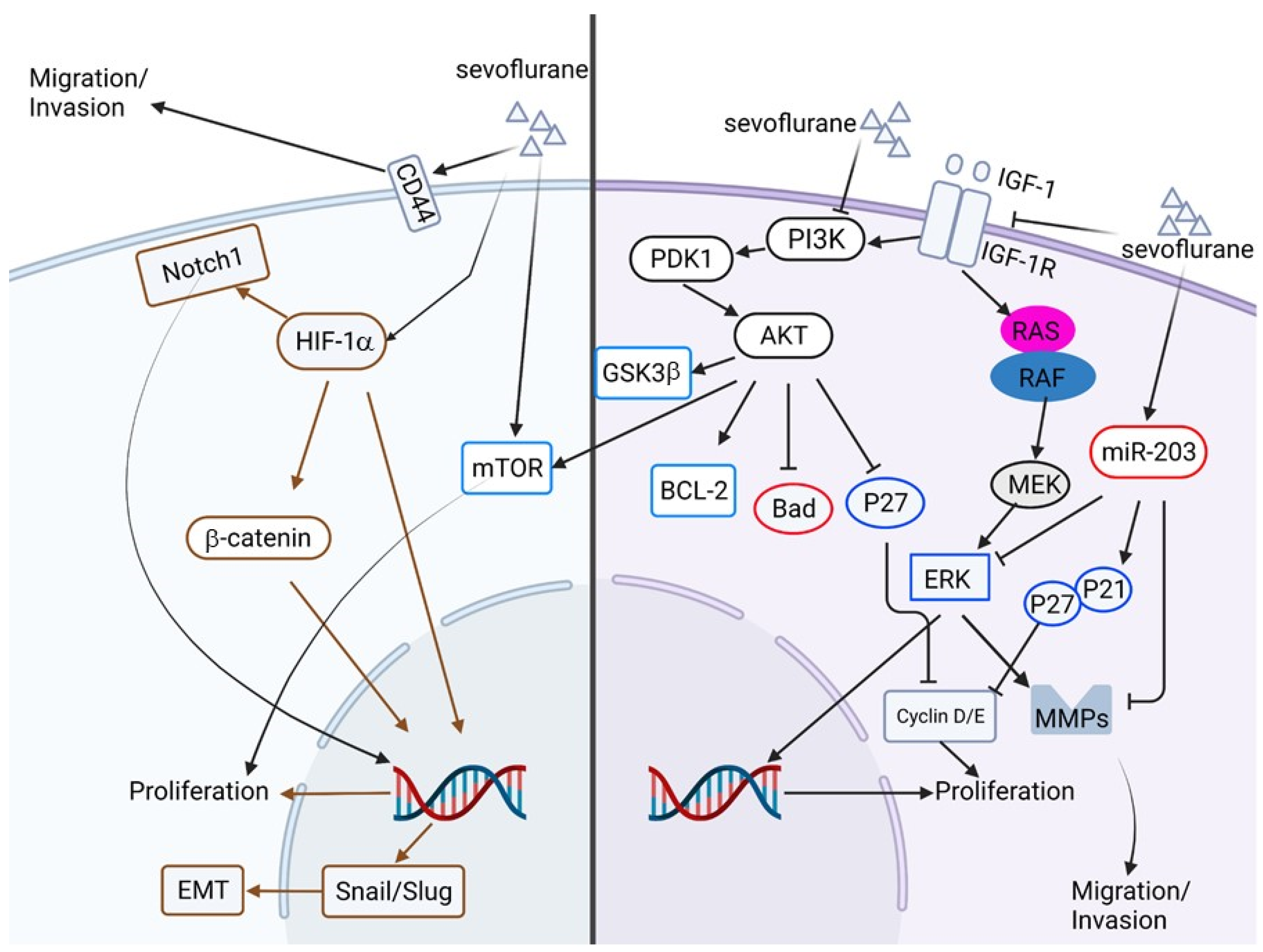 Biomedicines 10 01589 g004 Biomedicines 10 01589 g004