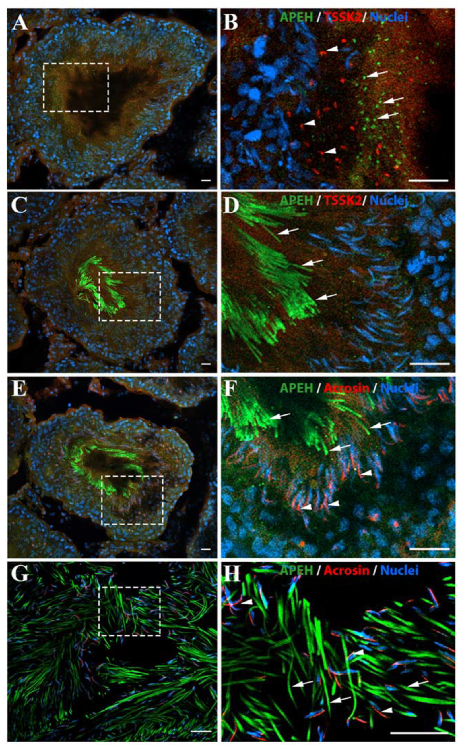 Biomedicines 10 01591 g002