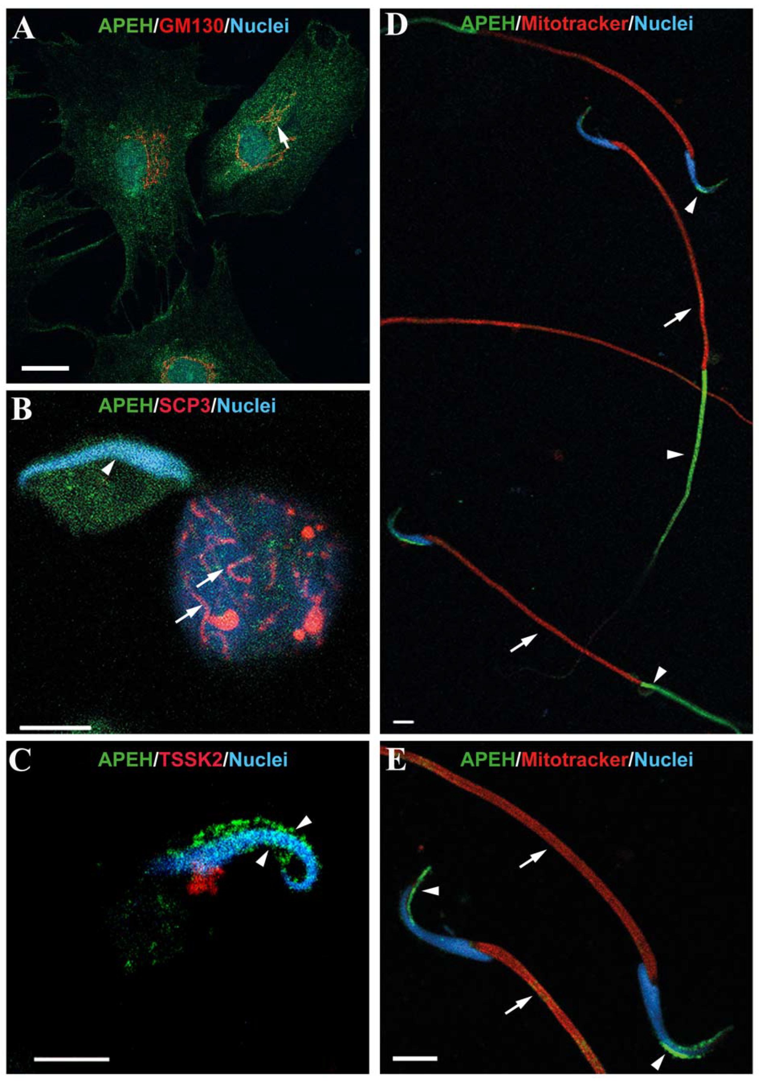 Biomedicines 10 01591 g004