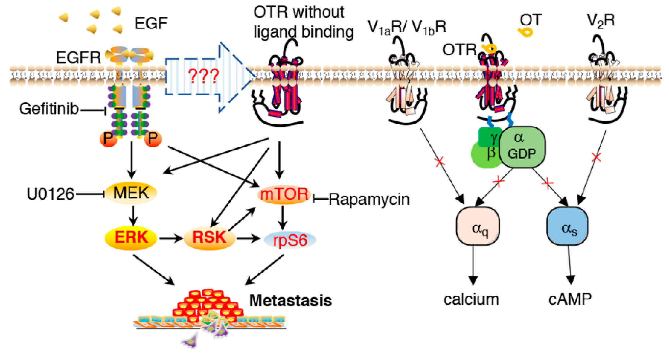 Biomedicines 10 01595 g006 Biomedicines 10 01595 g006