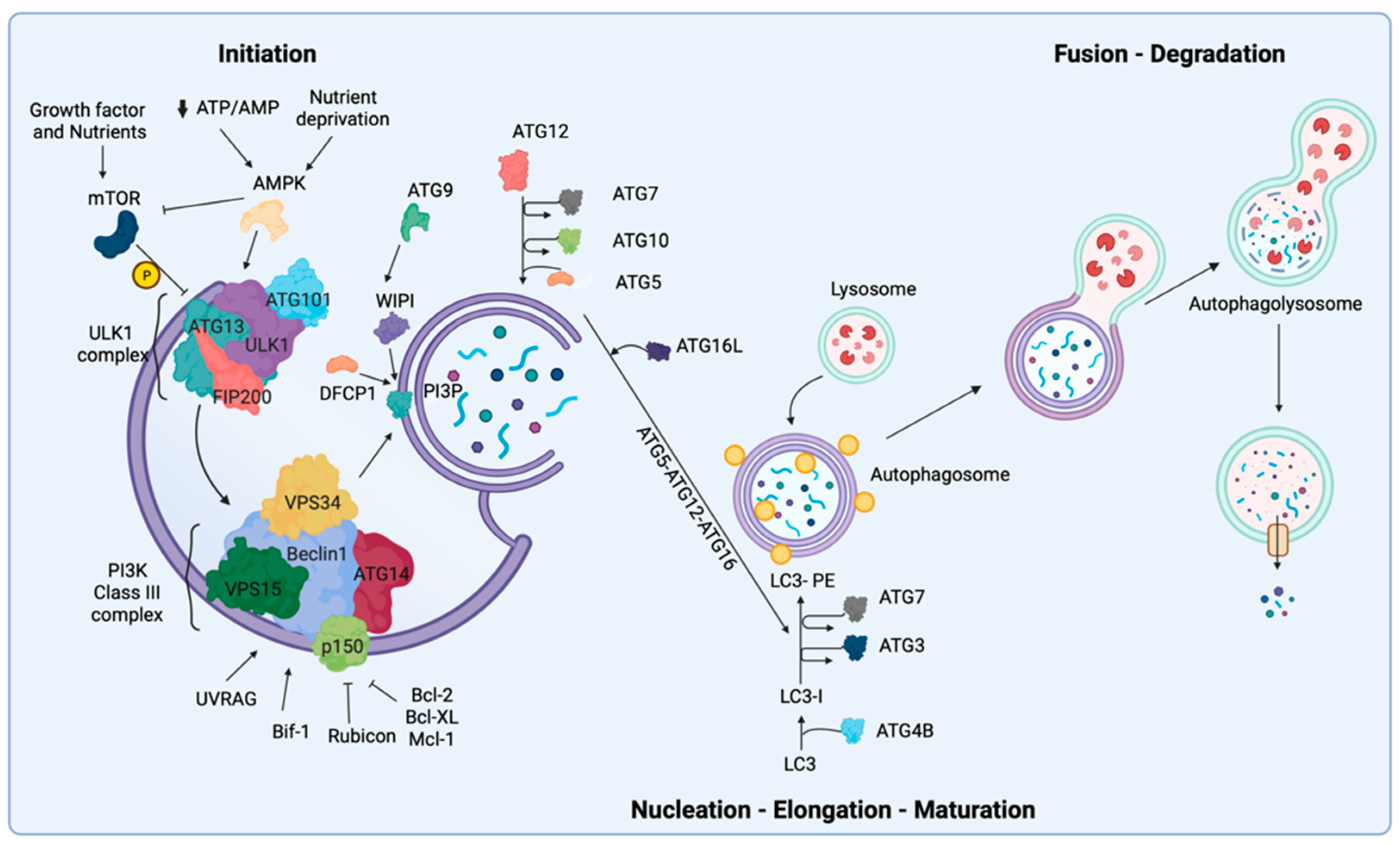 Full article: Interactions of Autophagy and the Immune System in Health and  Diseases