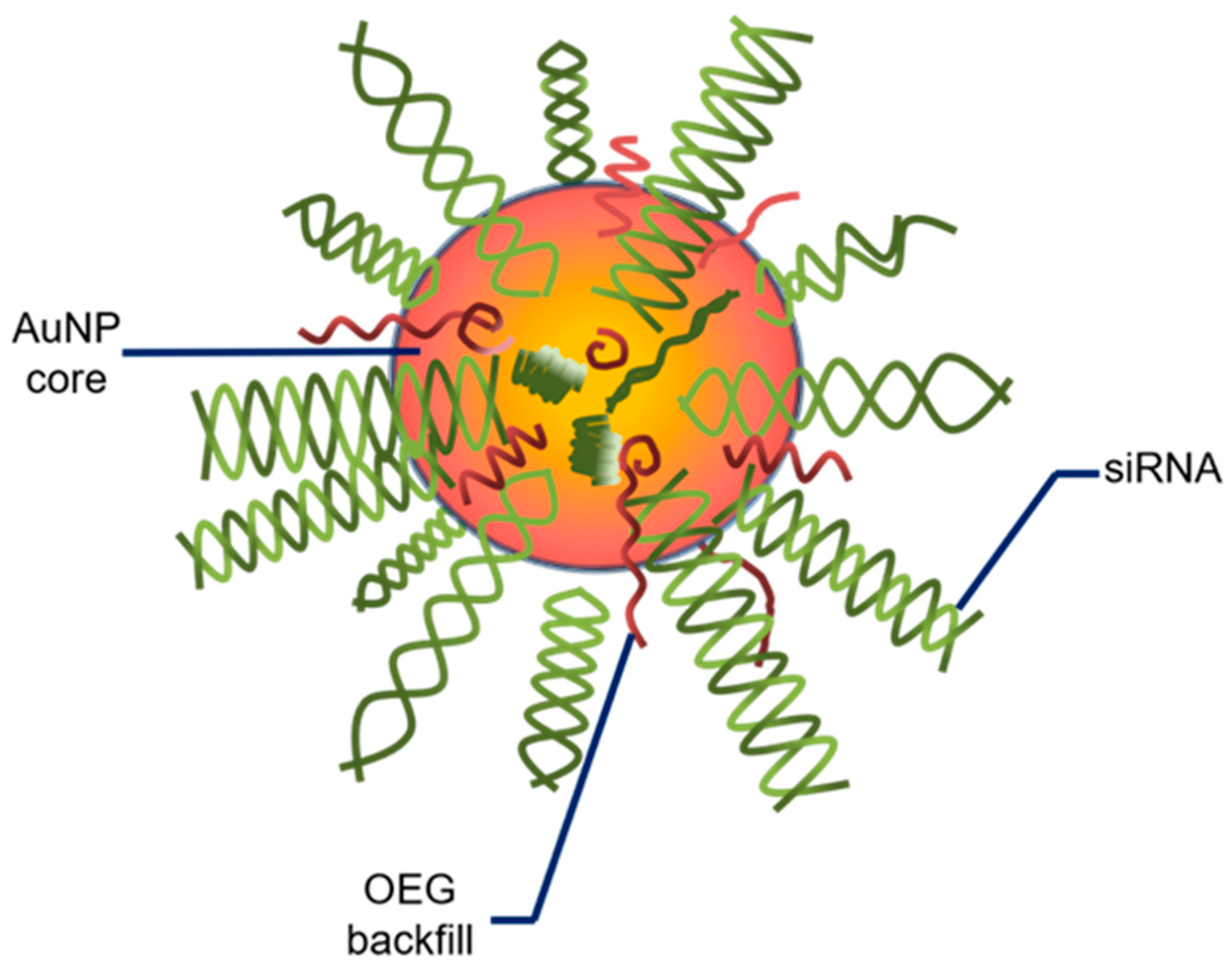 Biomedicines 10 01598 g003 550