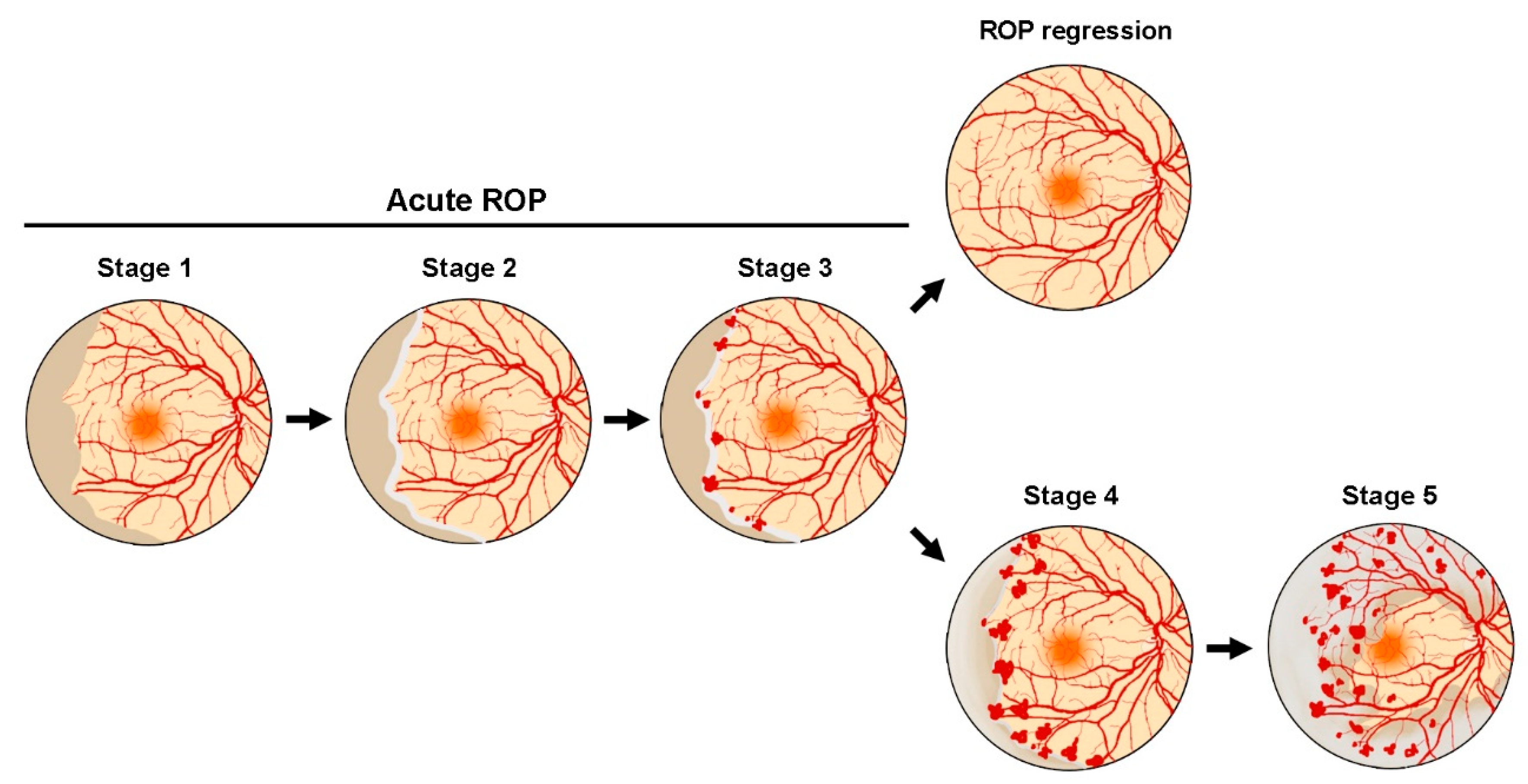 Biomedicines 10 01603 g001 Biomedicines 10 01603 g001