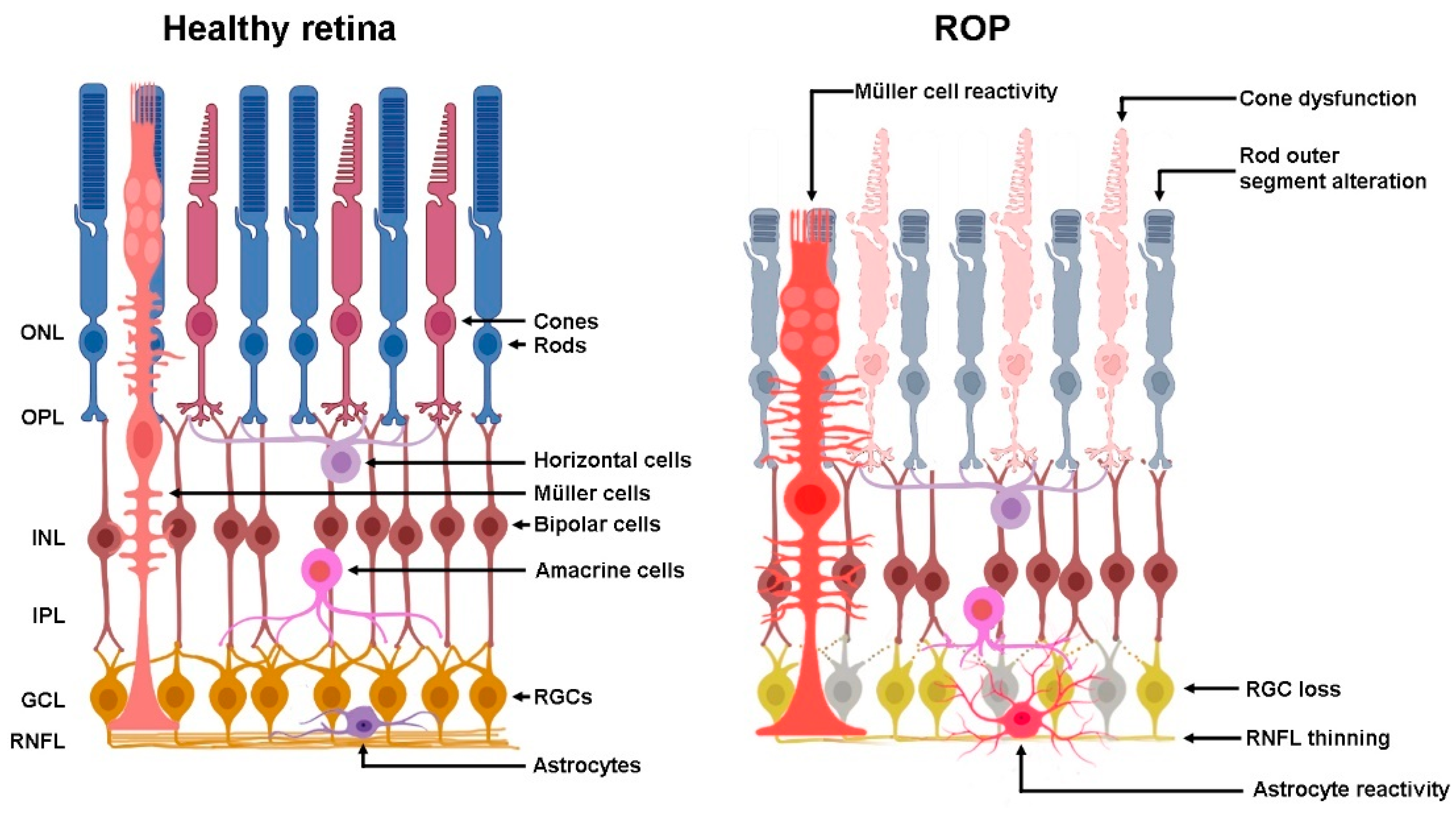 Biomedicines 10 01603 g002 Biomedicines 10 01603 g002