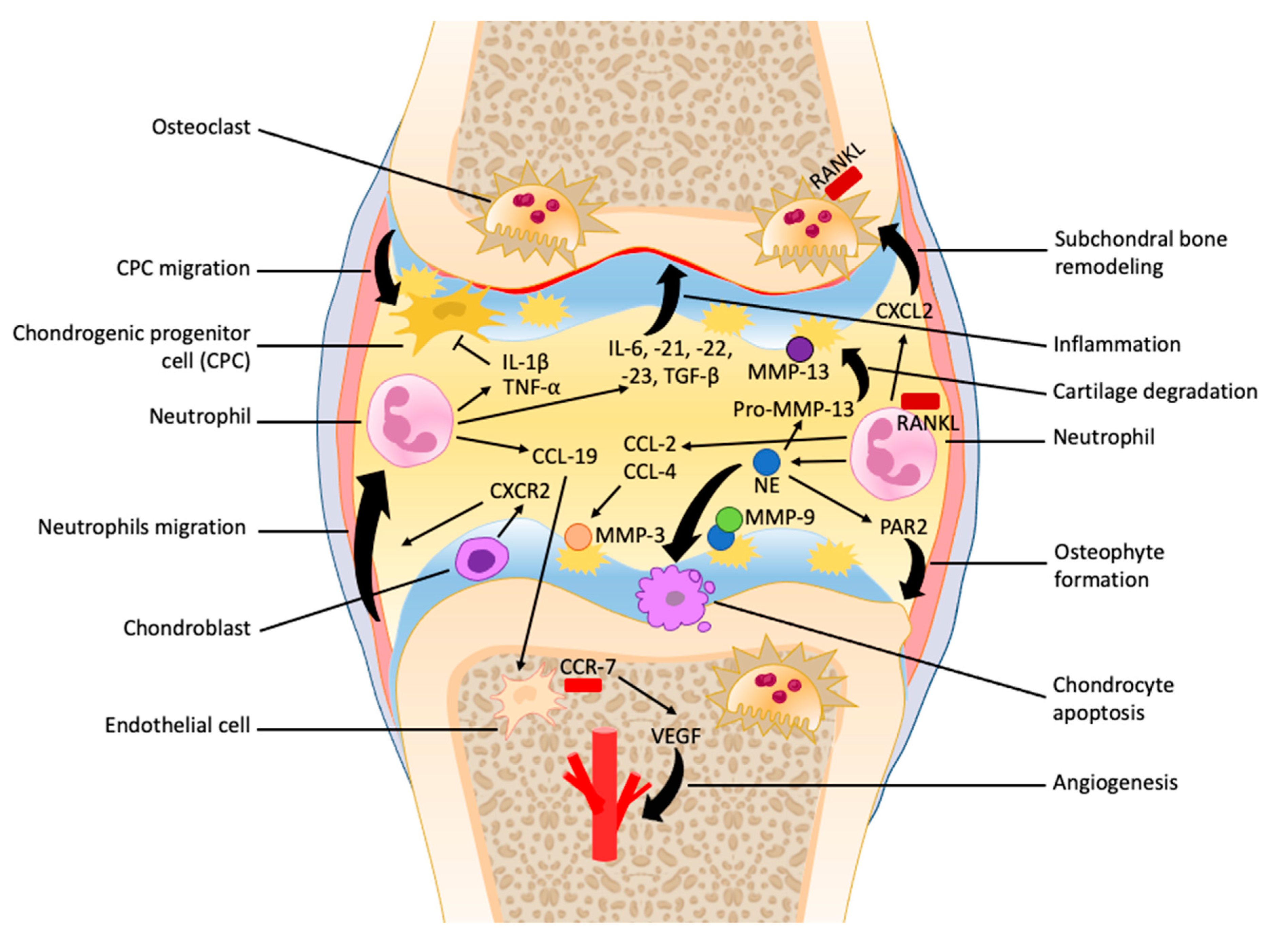 Biomedicines 10 01604 g001