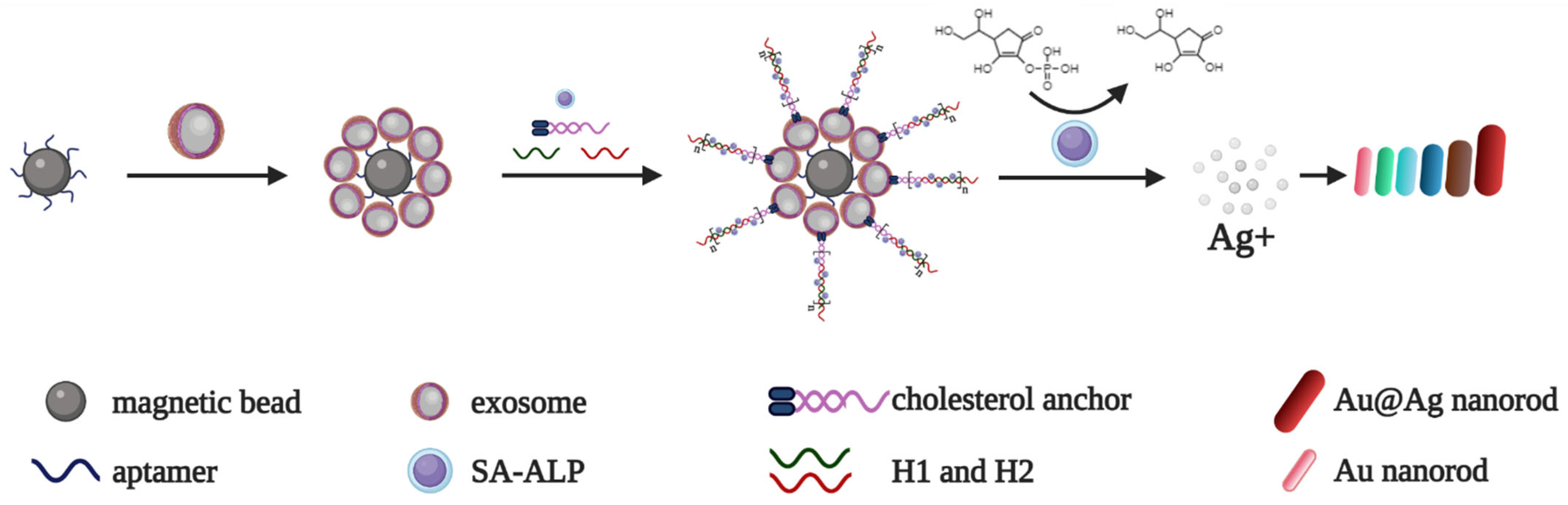 Biomedicines 10 01606 g005 550