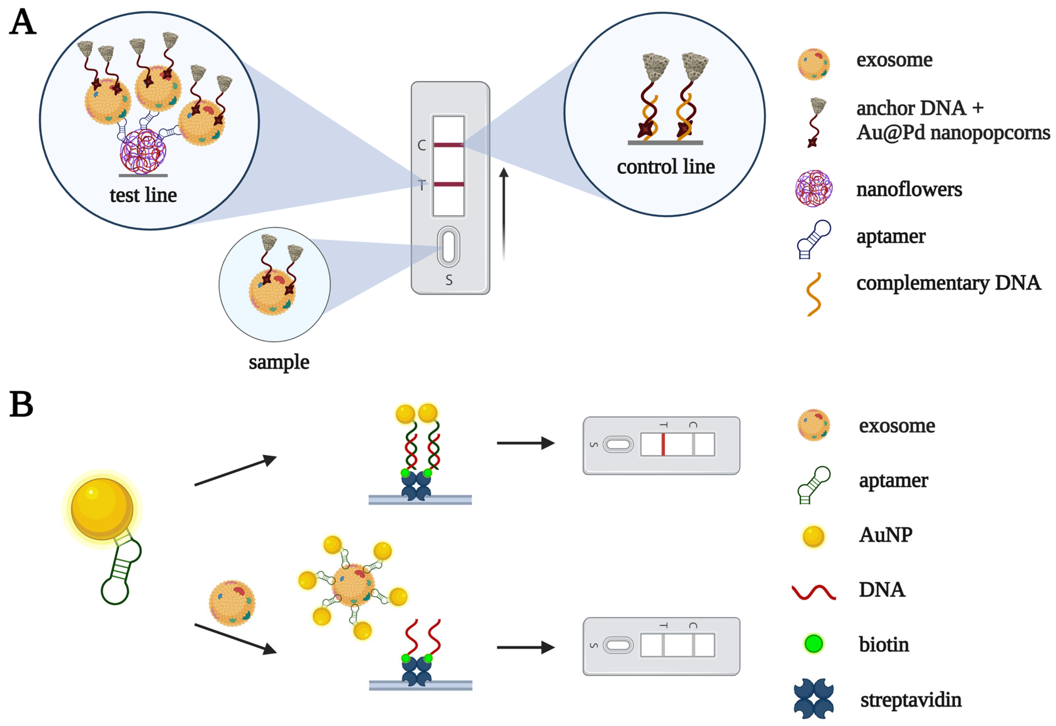 Biomedicines 10 01606 g006 550