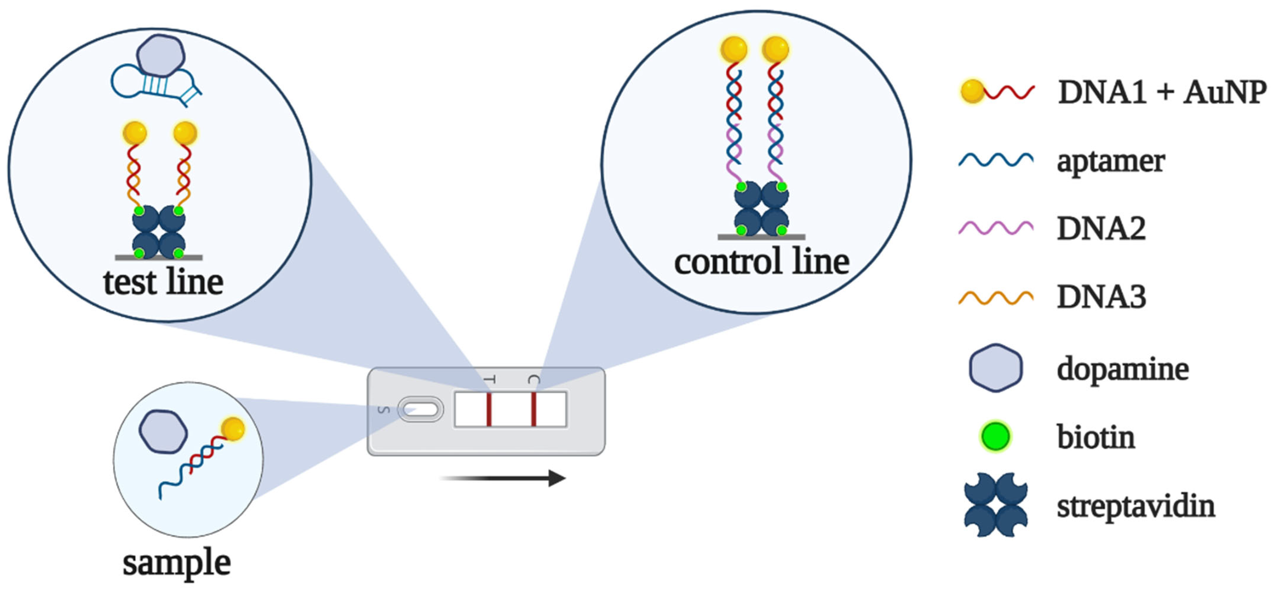 Biomedicines 10 01606 g007 550