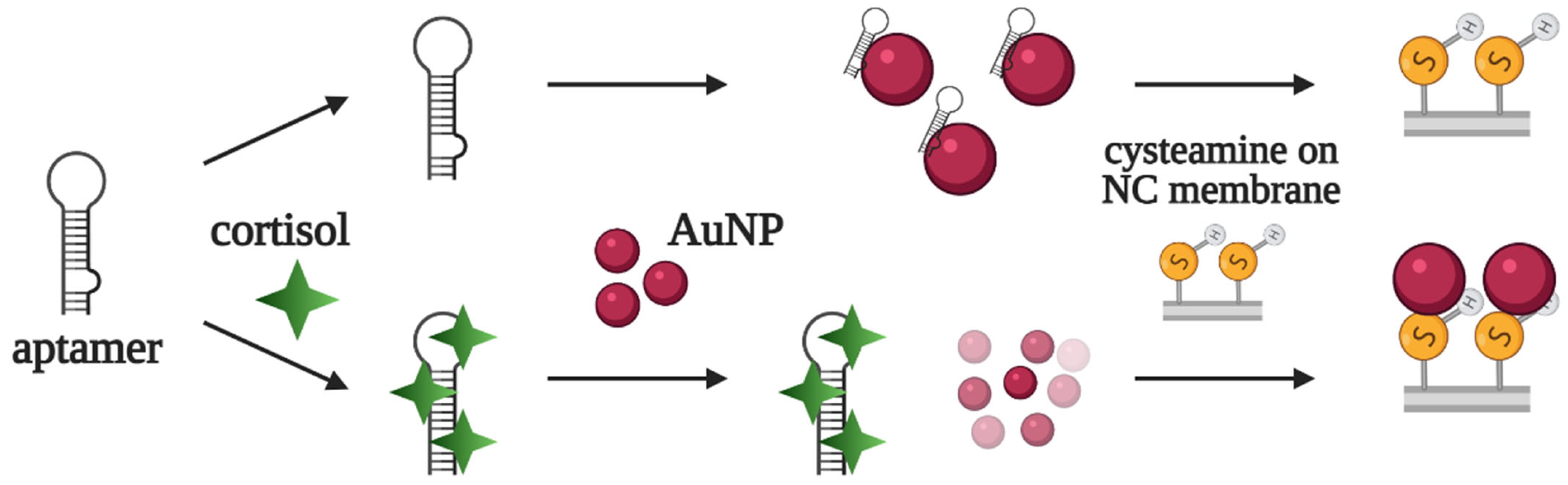 Biomedicines 10 01606 g008 550