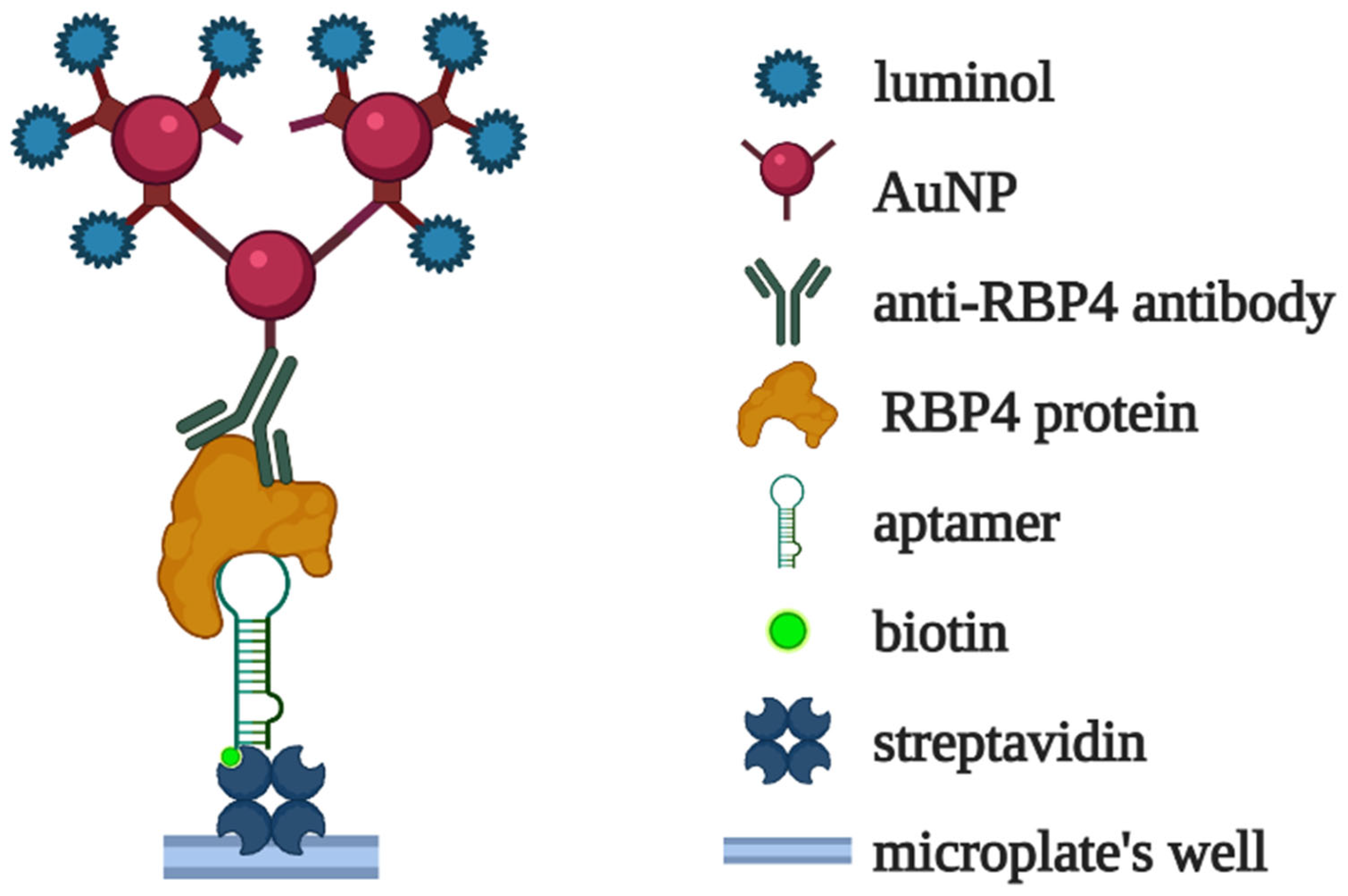 Biomedicines 10 01606 g011 550