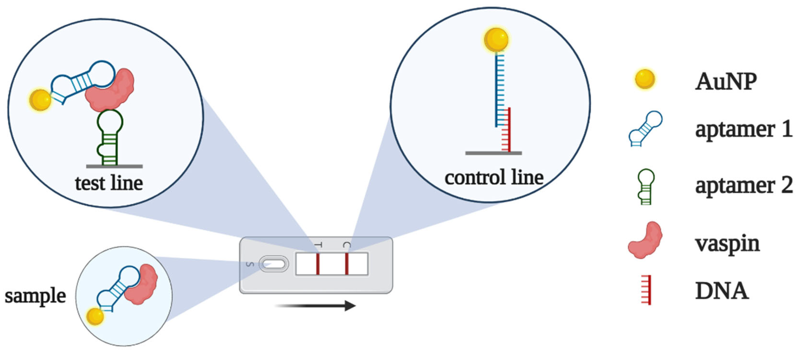 Biomedicines 10 01606 g012 550