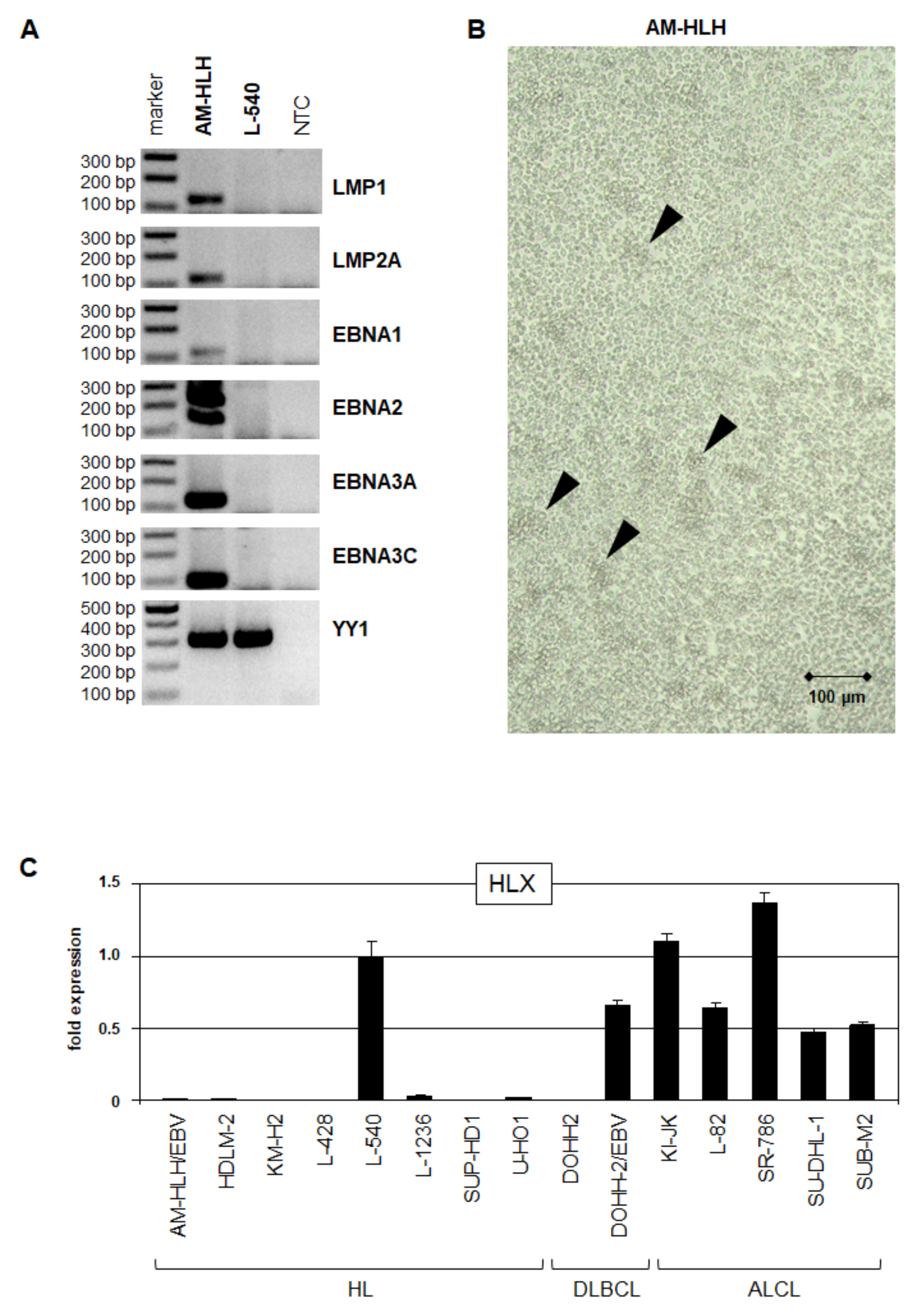 Biomedicines 10 01608 g001