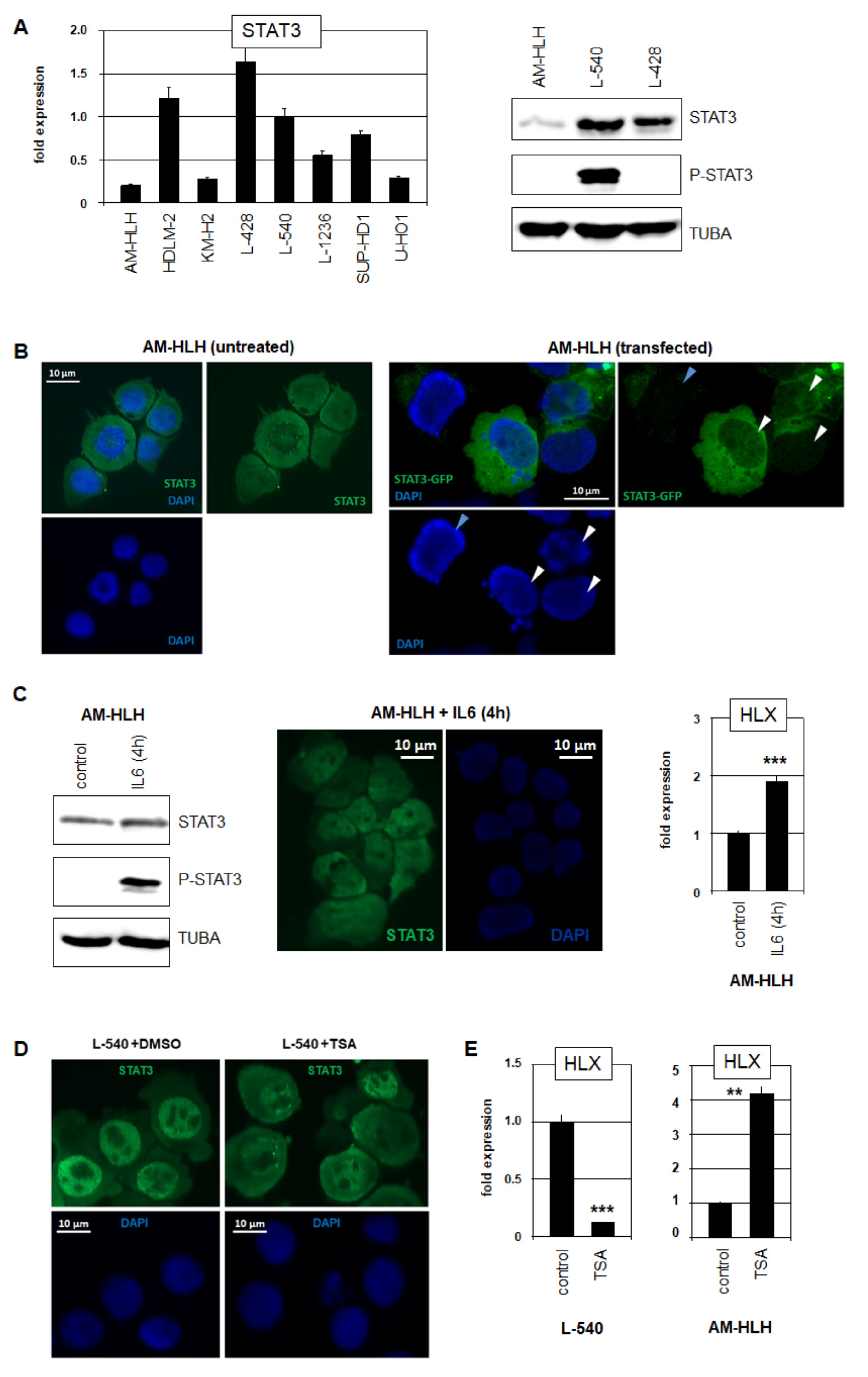 Biomedicines 10 01608 g002