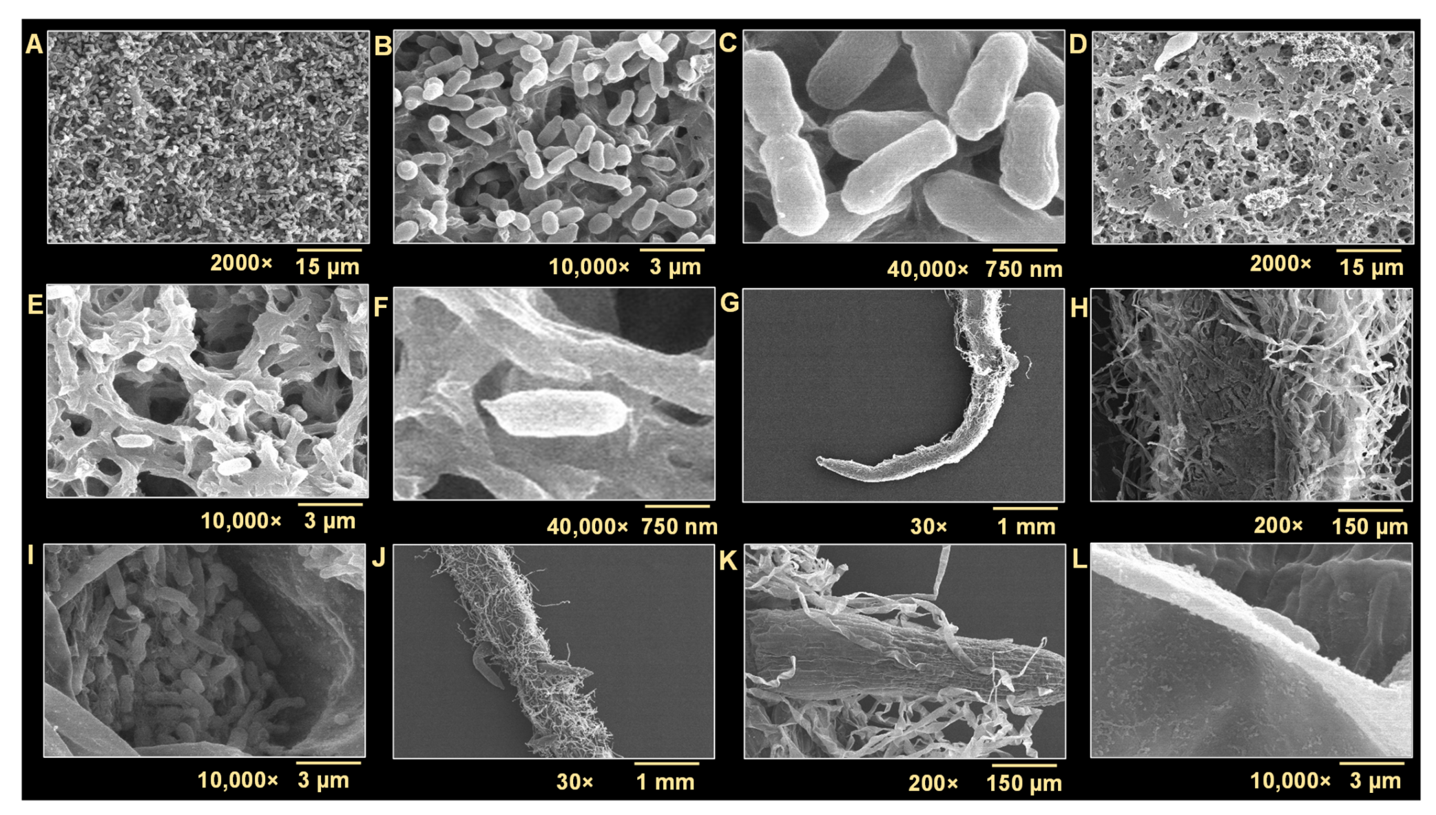 Biomedicines 10 01619 g006