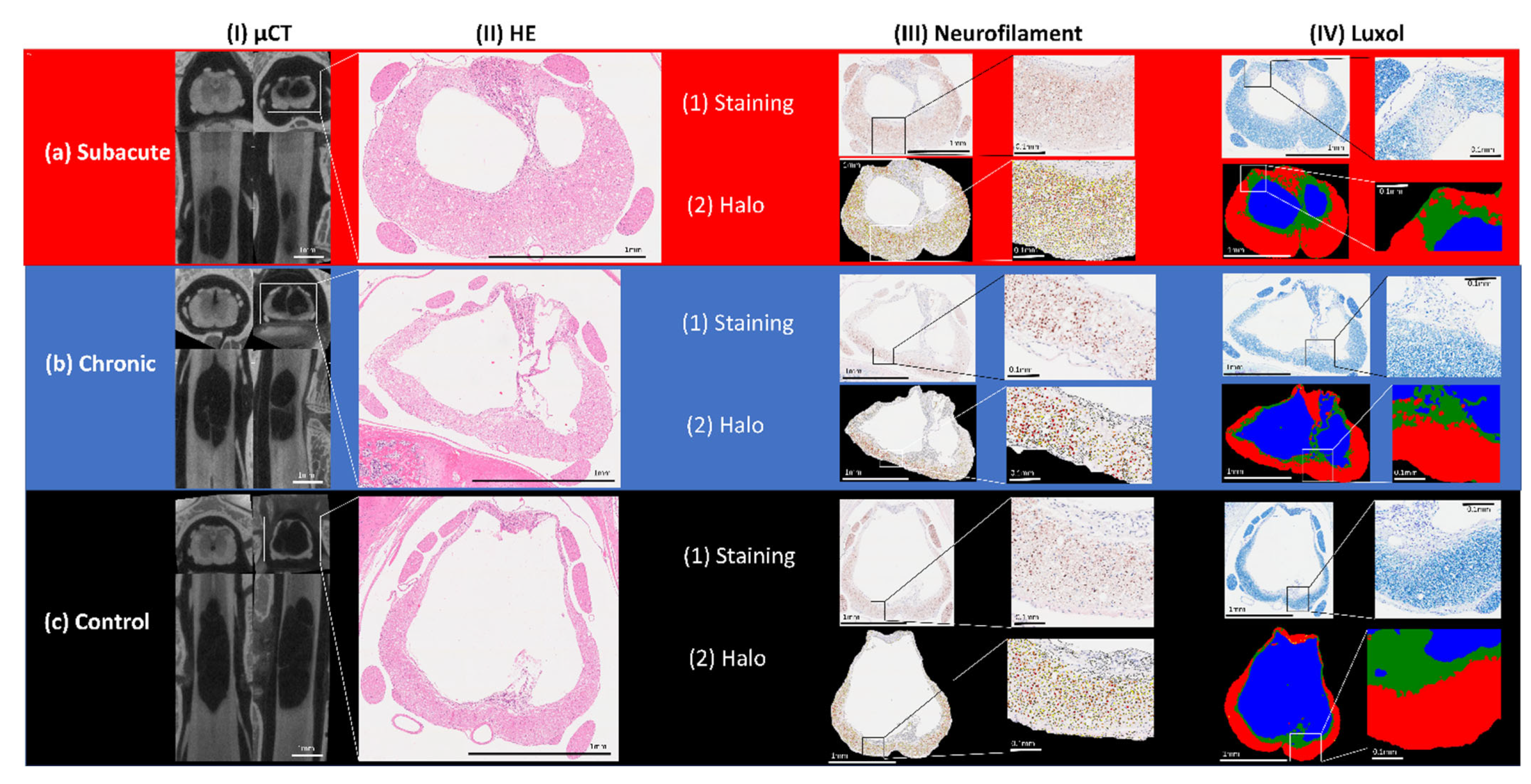 Biomedicines 10 01630 g003