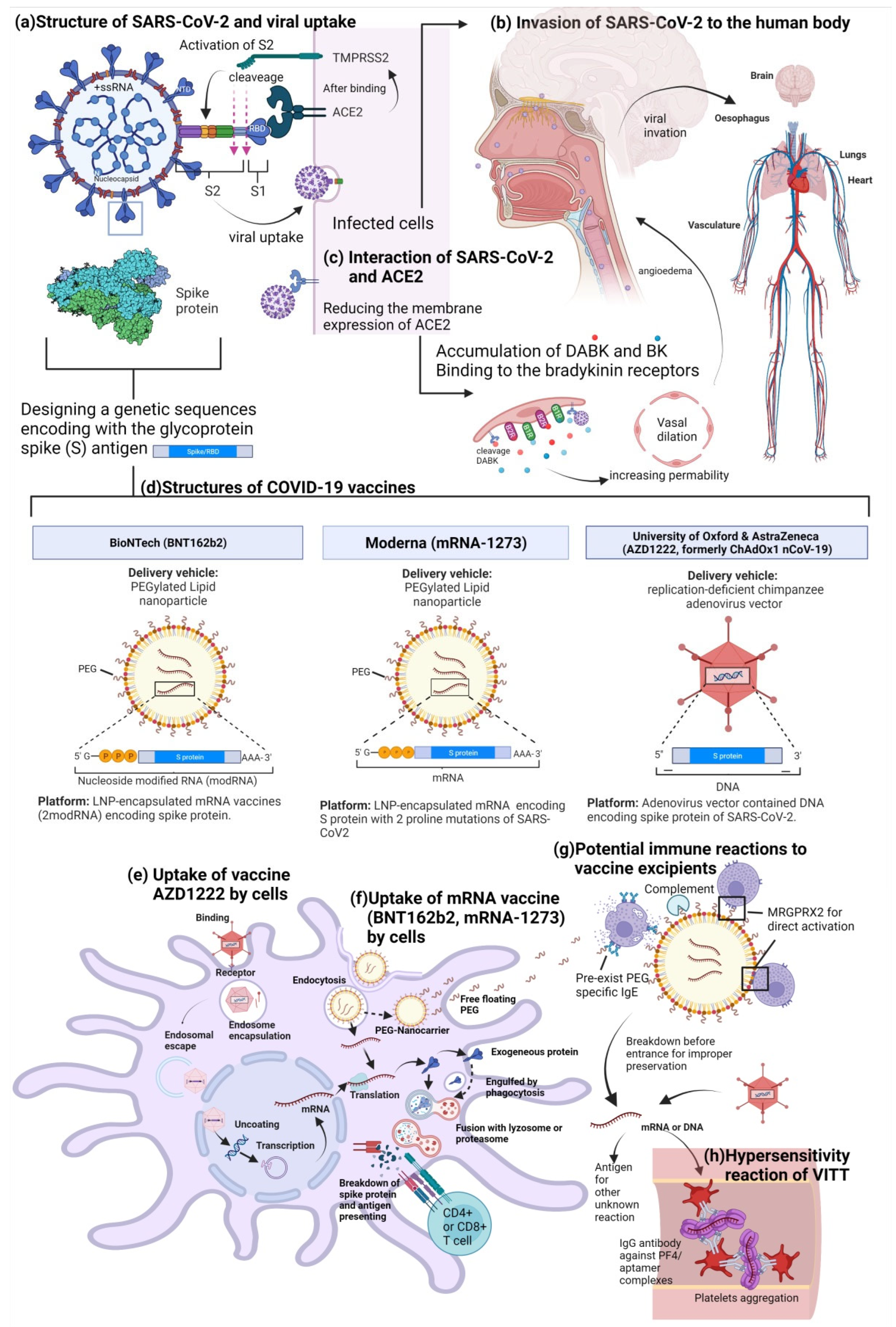 Biomedicines 10 01641 g001 550