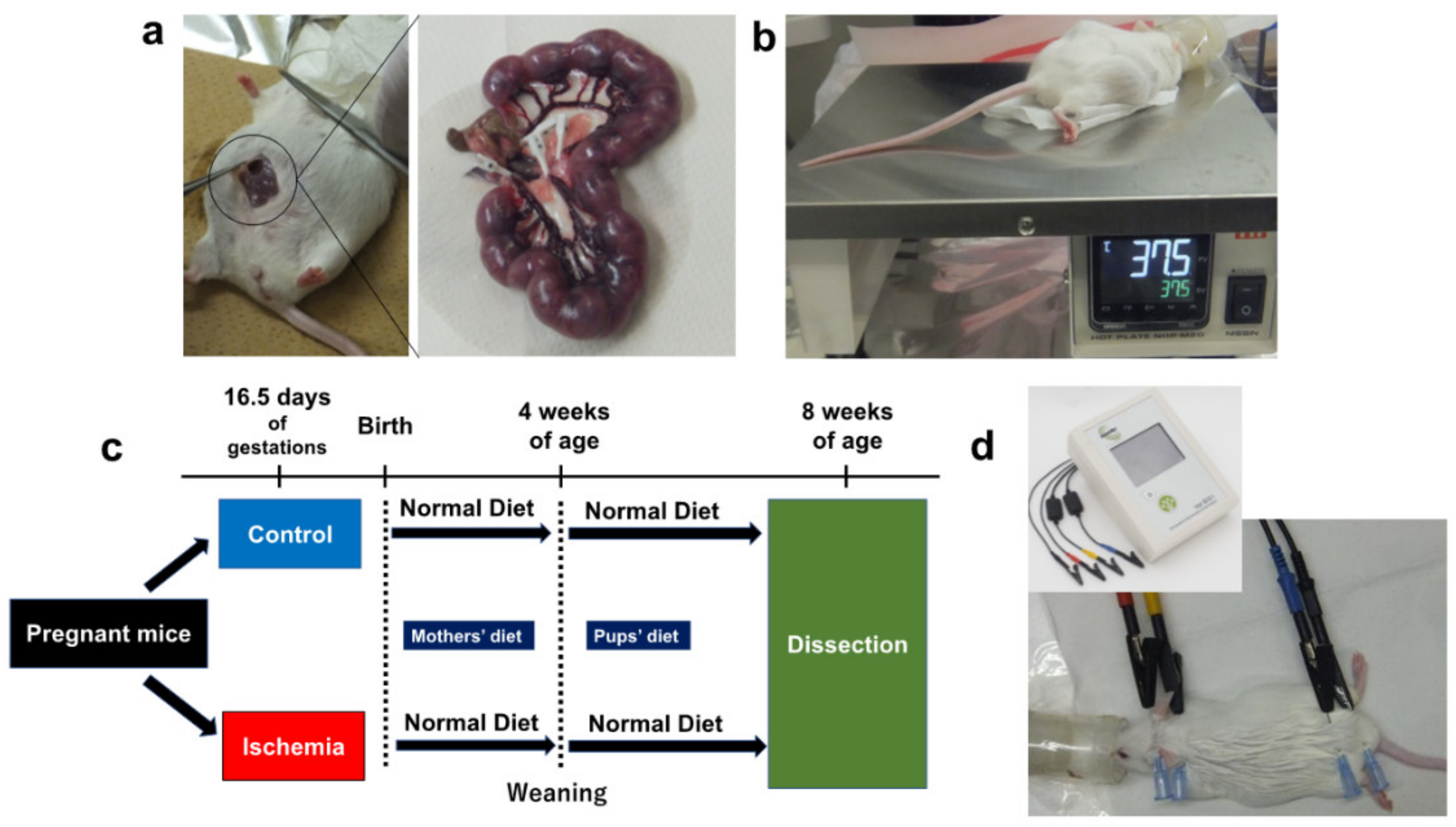 Biomedicines 10 01642 g001 Biomedicines 10 01642 g001
