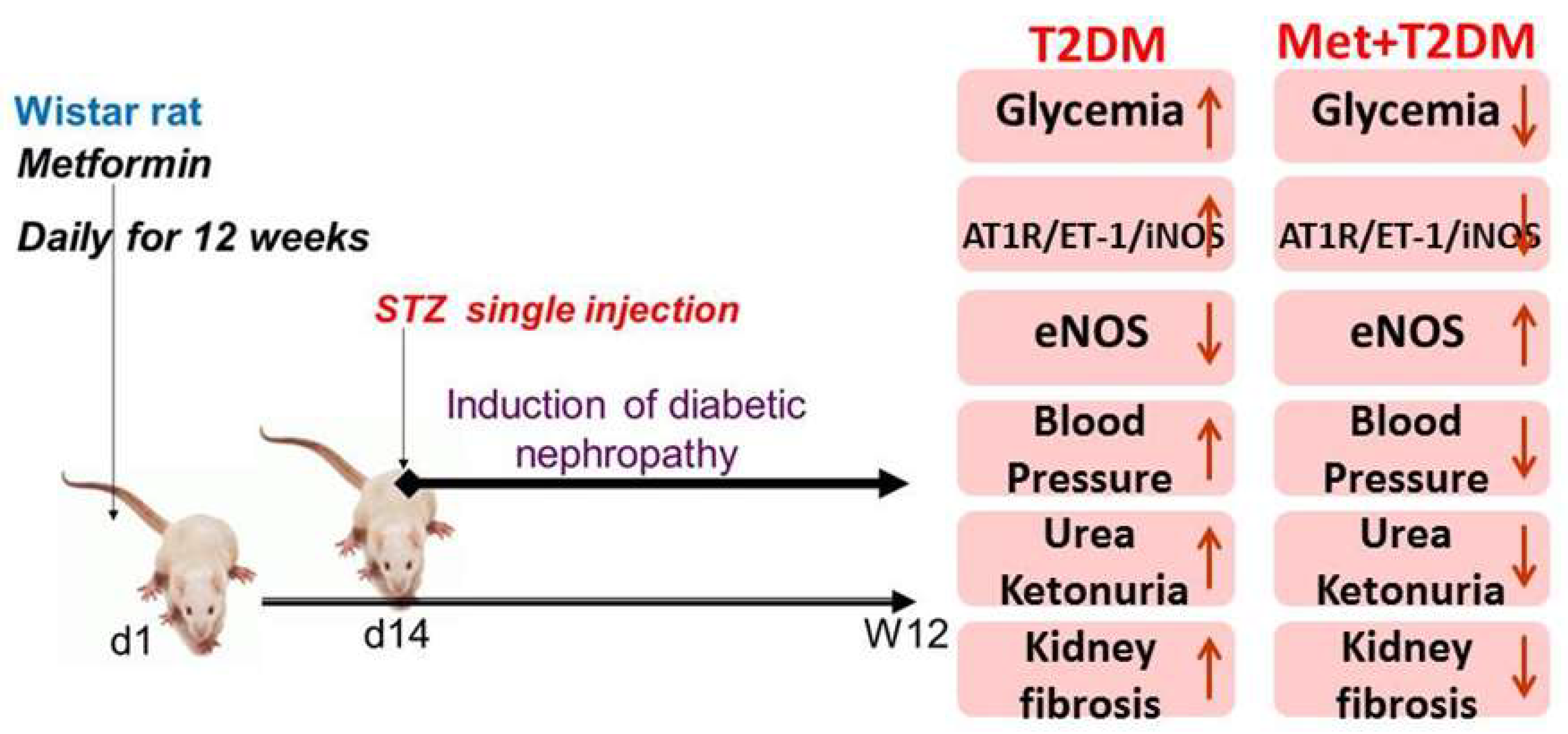 Biomedicines 10 01644 g005 550