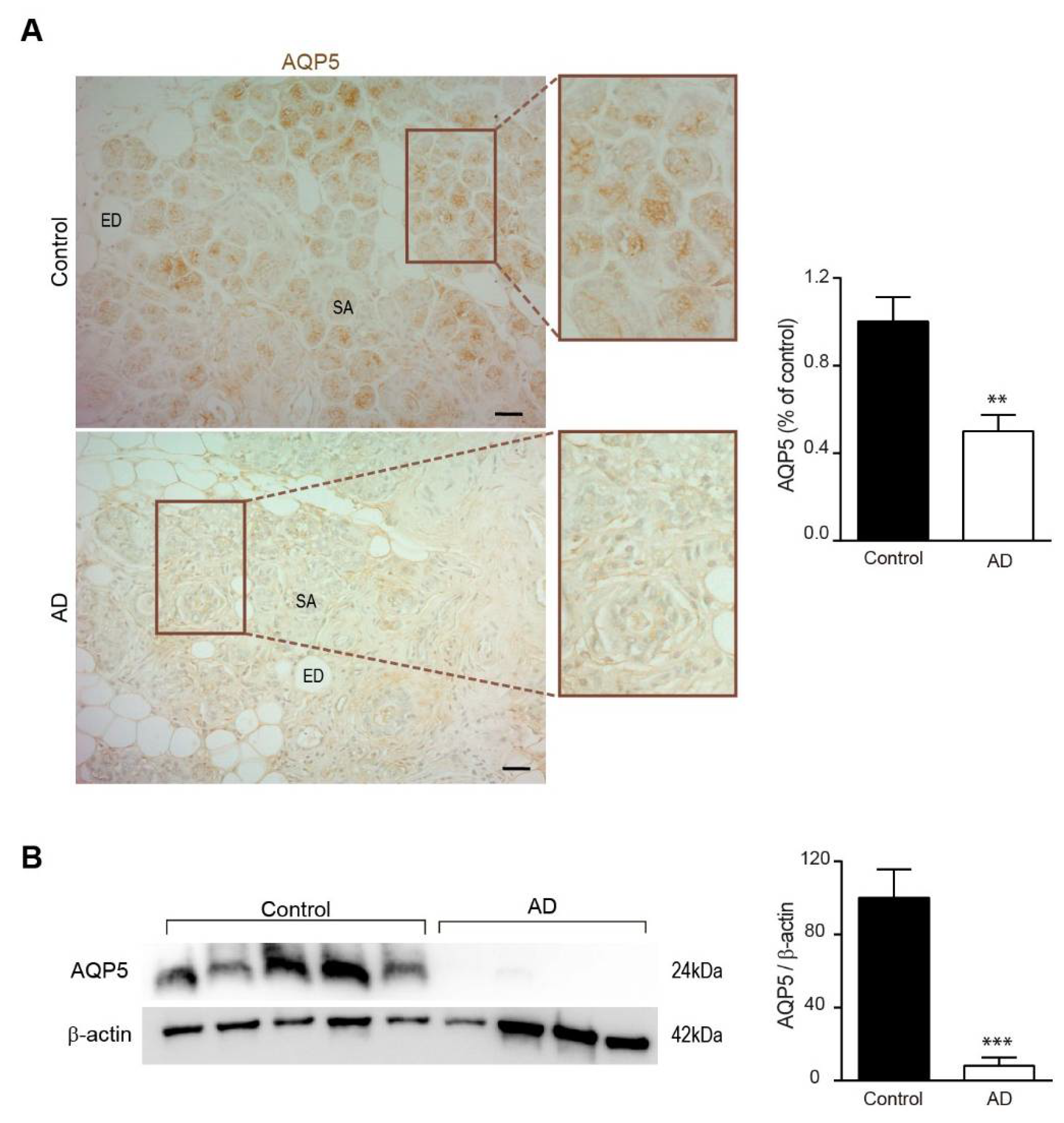 Biomedicines 10 01645 g002 Biomedicines 10 01645 g002