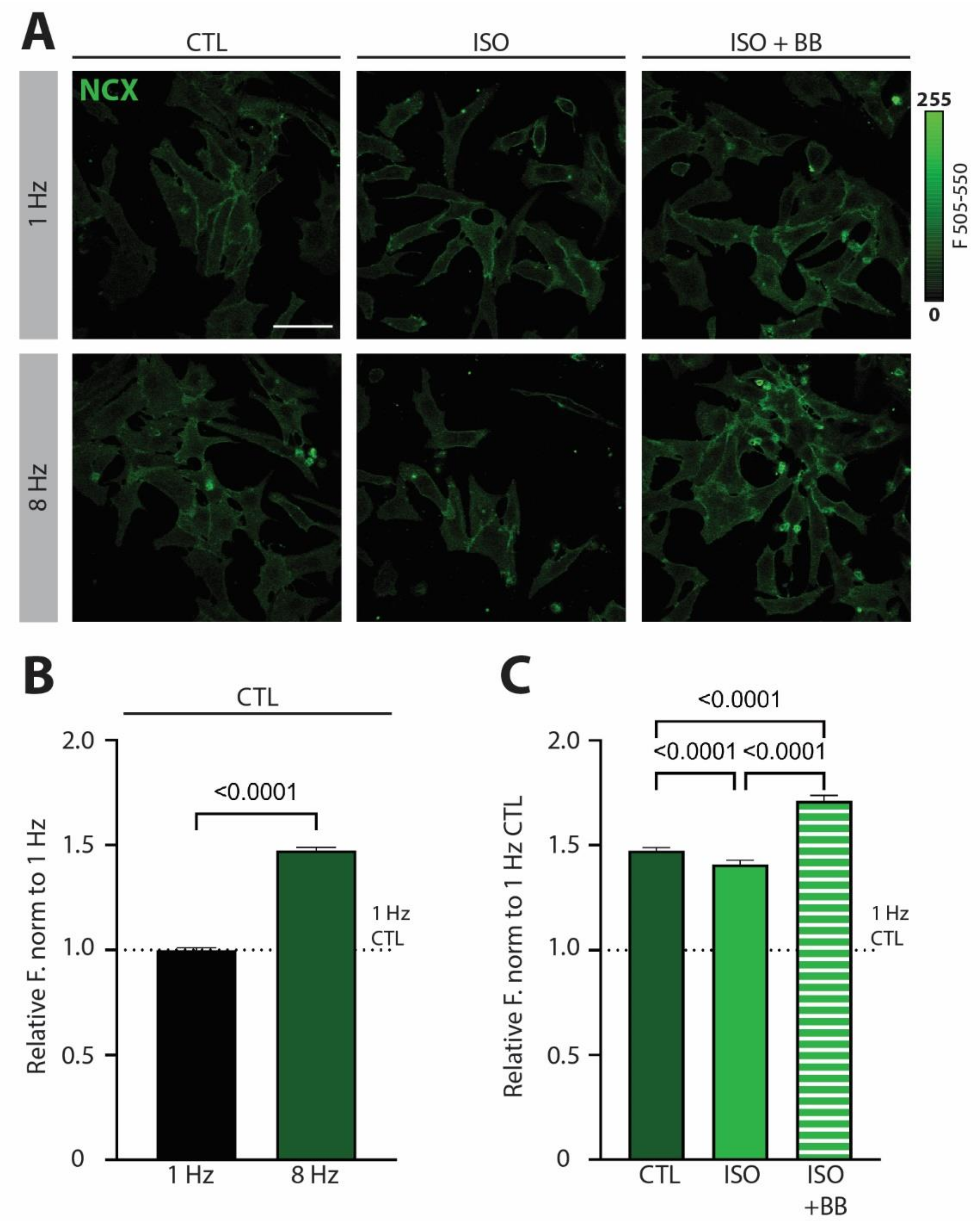 Biomedicines 10 01648 g001