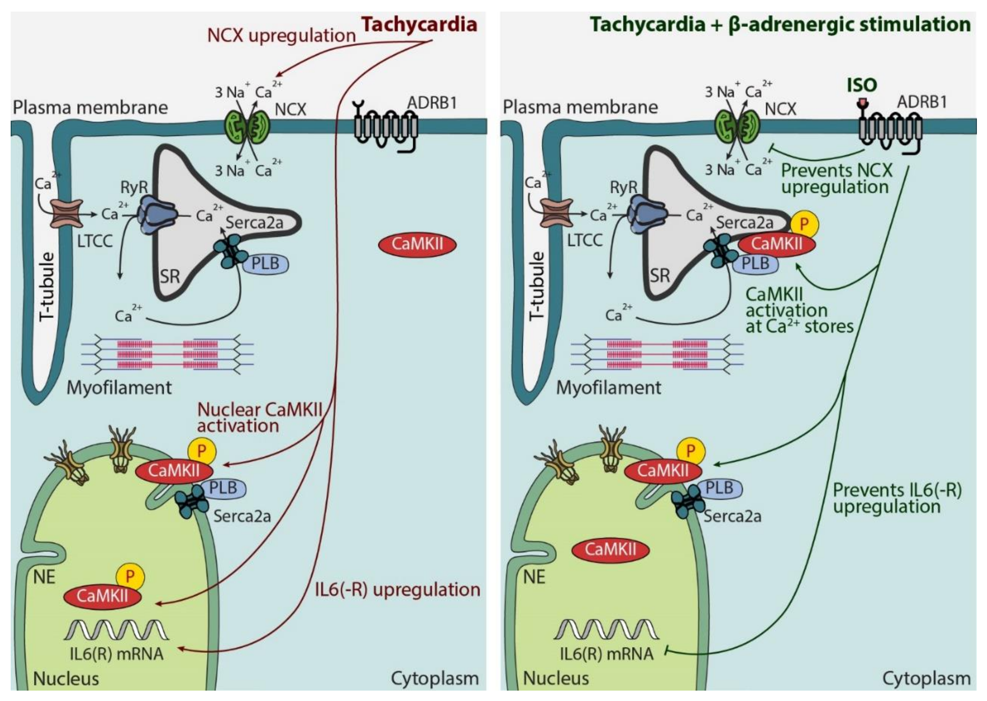 Biomedicines 10 01648 g006
