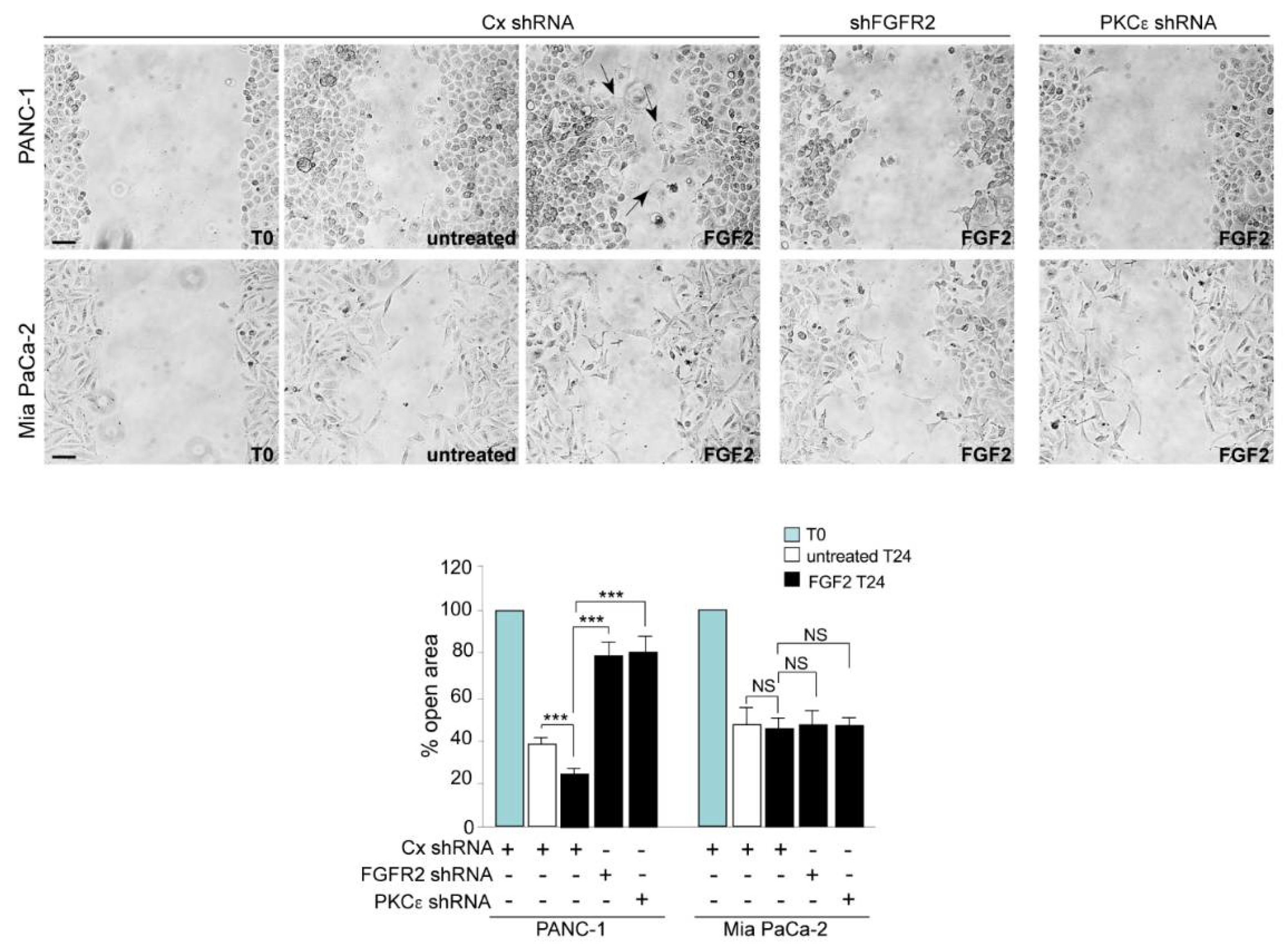 Biomedicines 10 01652 g002