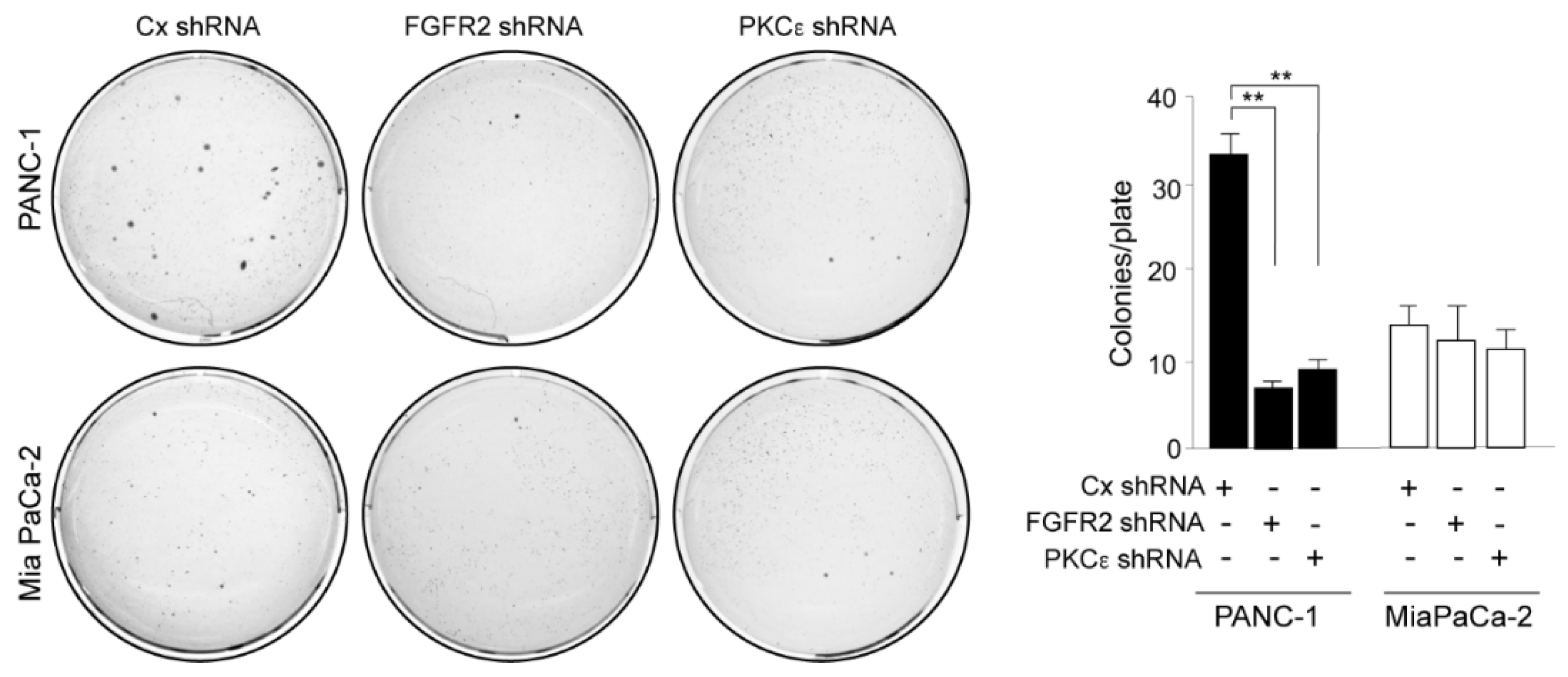 Biomedicines 10 01652 g004