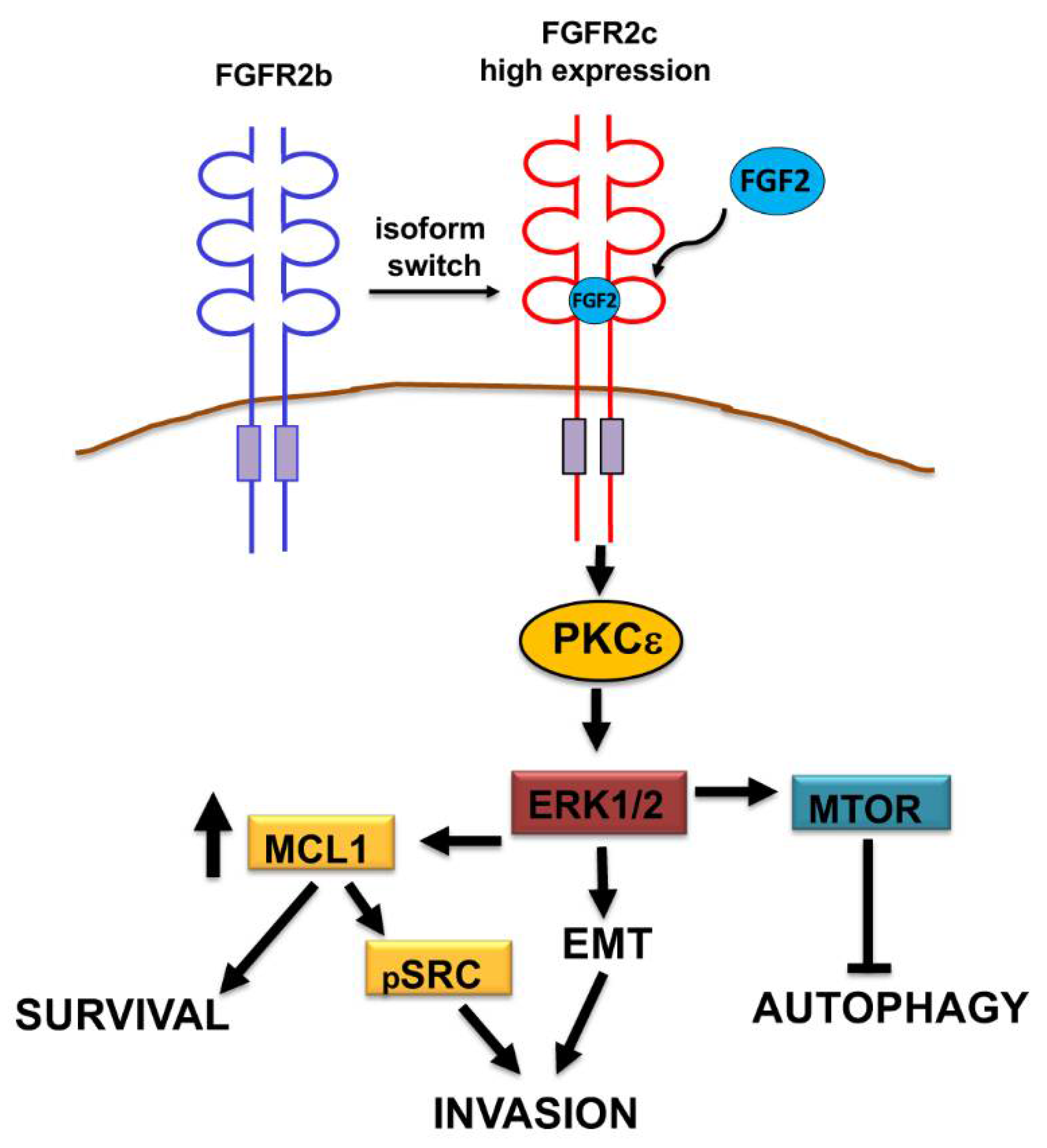 Biomedicines 10 01652 g007