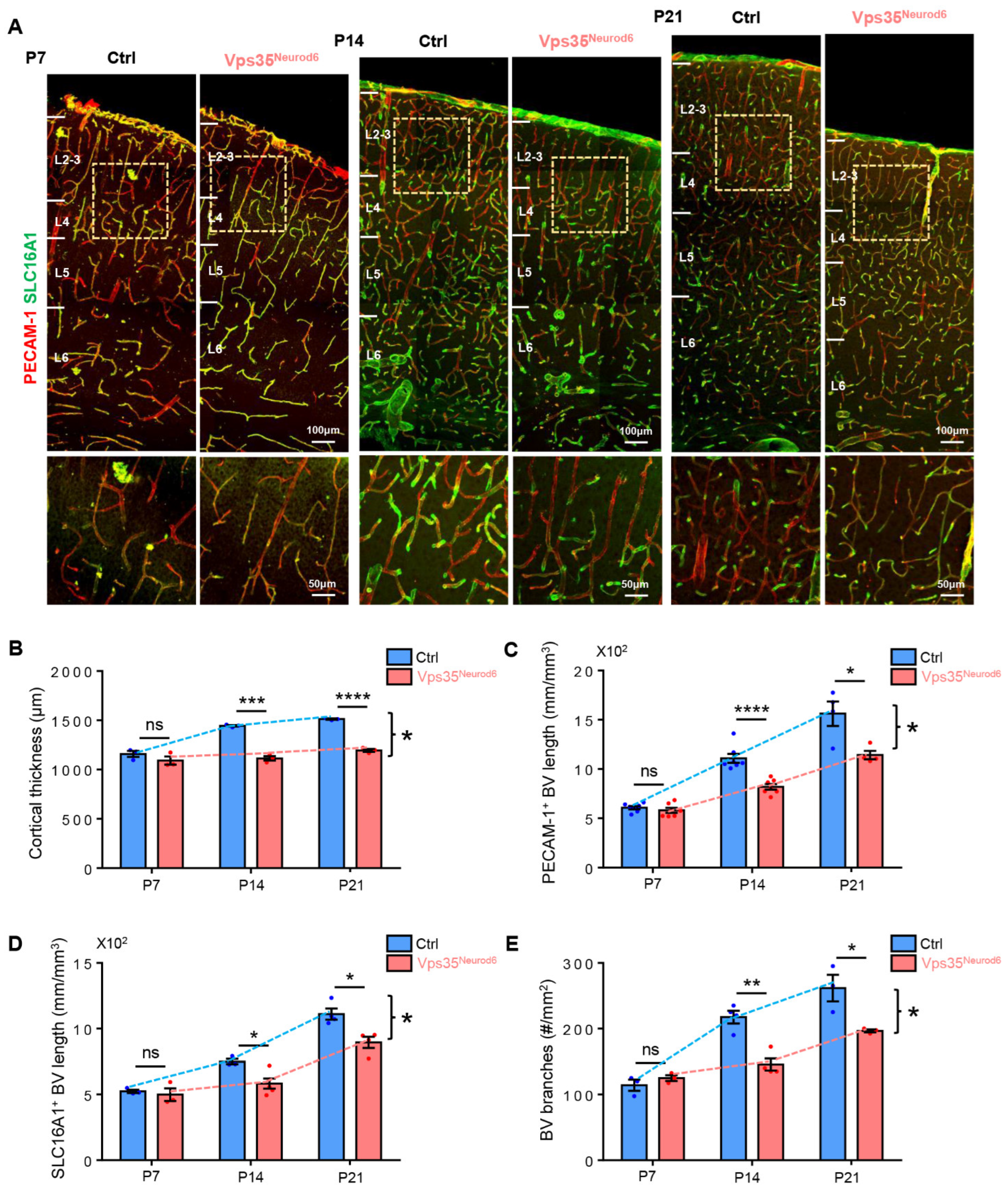 Biomedicines 10 01653 g003