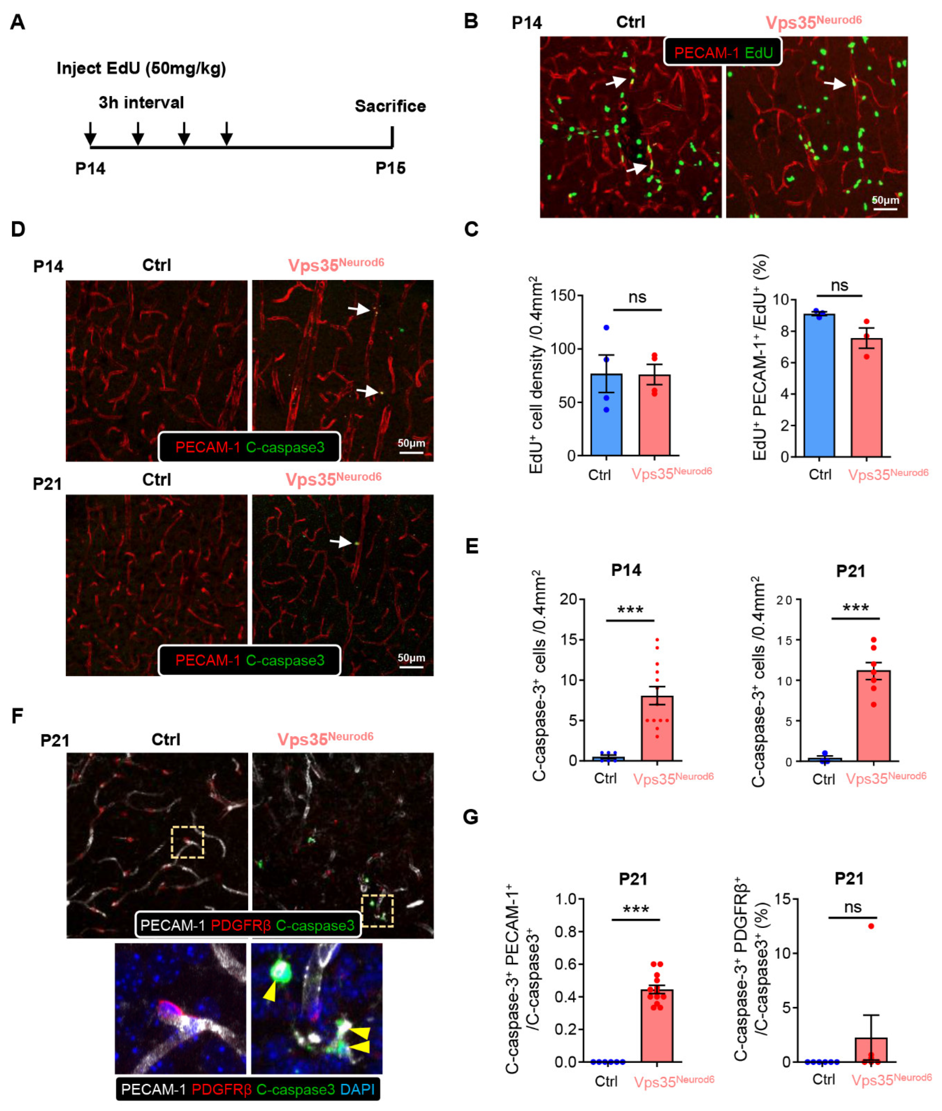 Biomedicines 10 01653 g005
