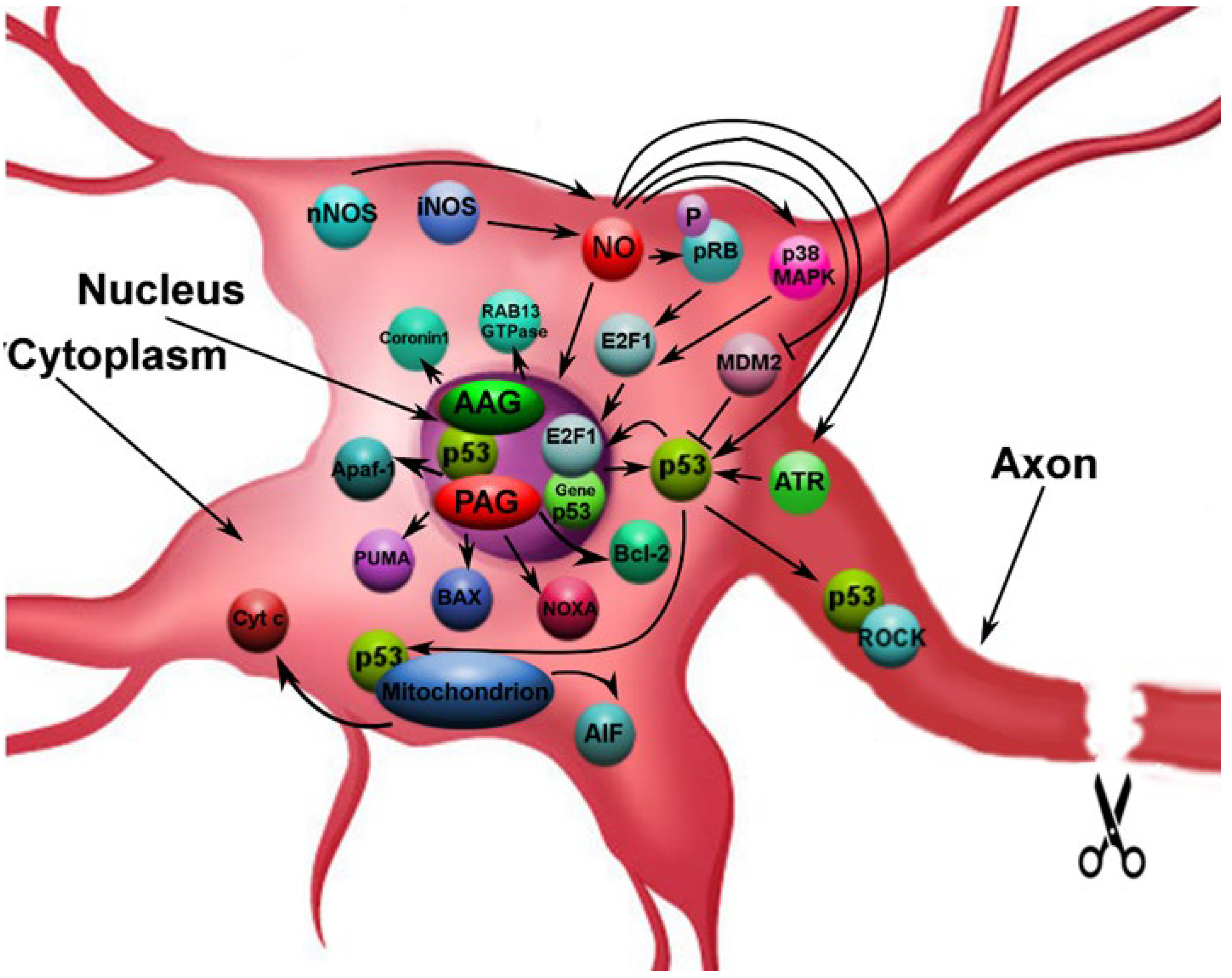 Biomedicines 10 01664 g007