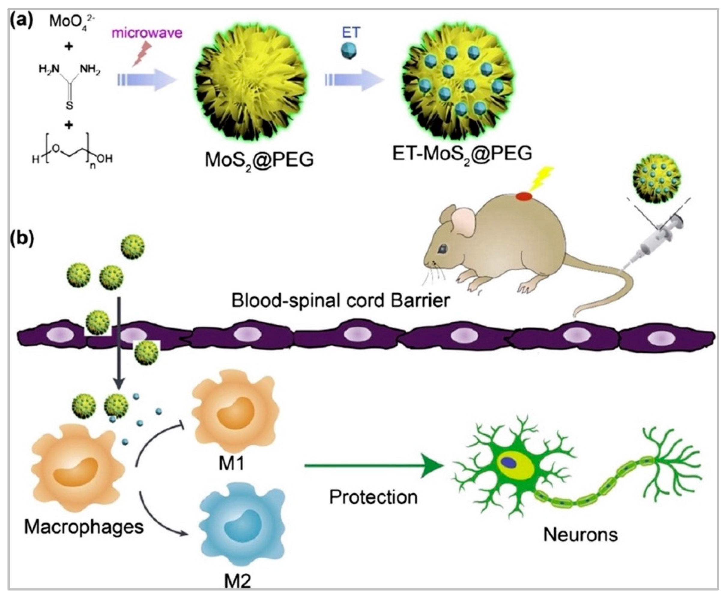 Biomedicines 10 01673 g004 Biomedicines 10 01673 g004