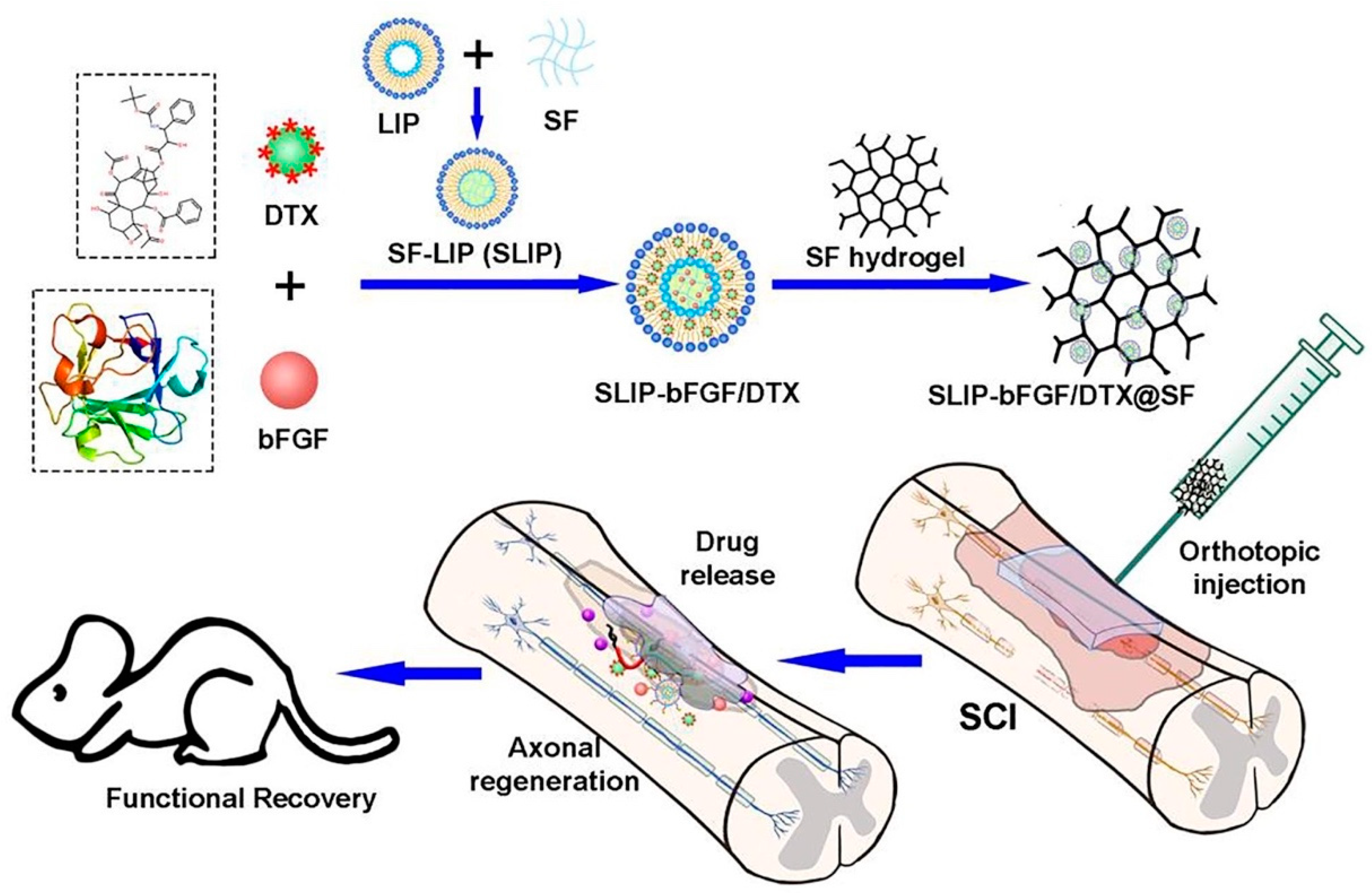 Biomedicines 10 01673 g006 Biomedicines 10 01673 g006