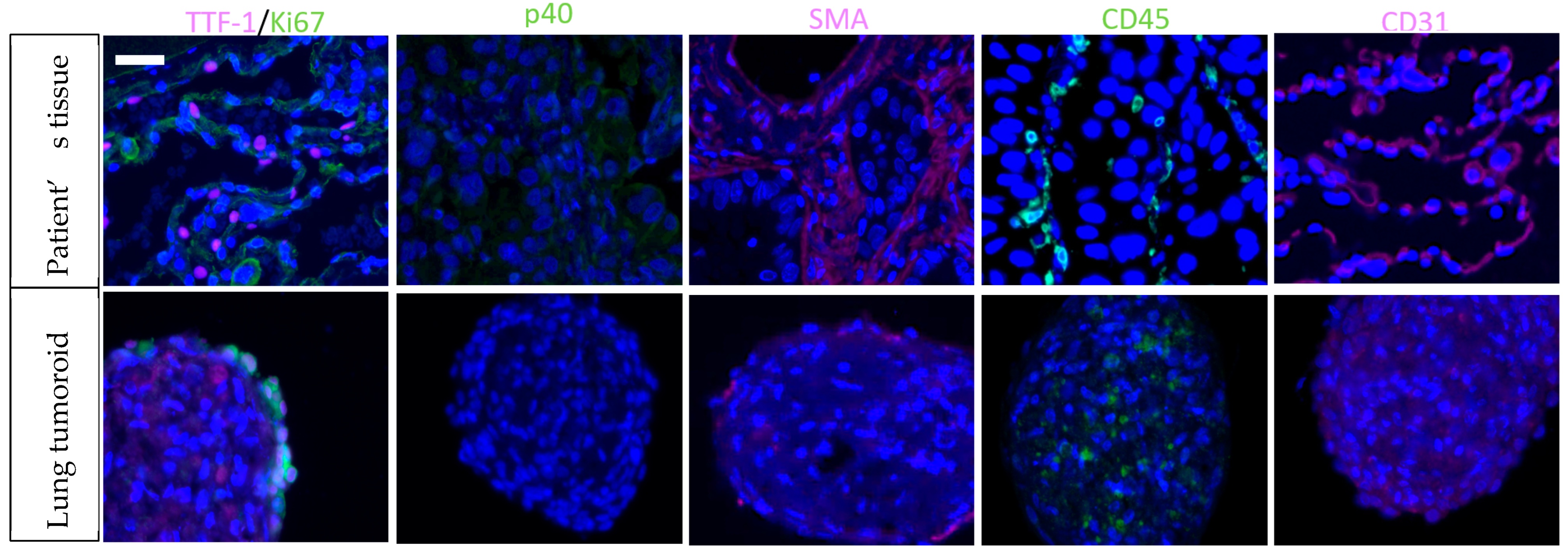 Biomedicines 10 01677 g003